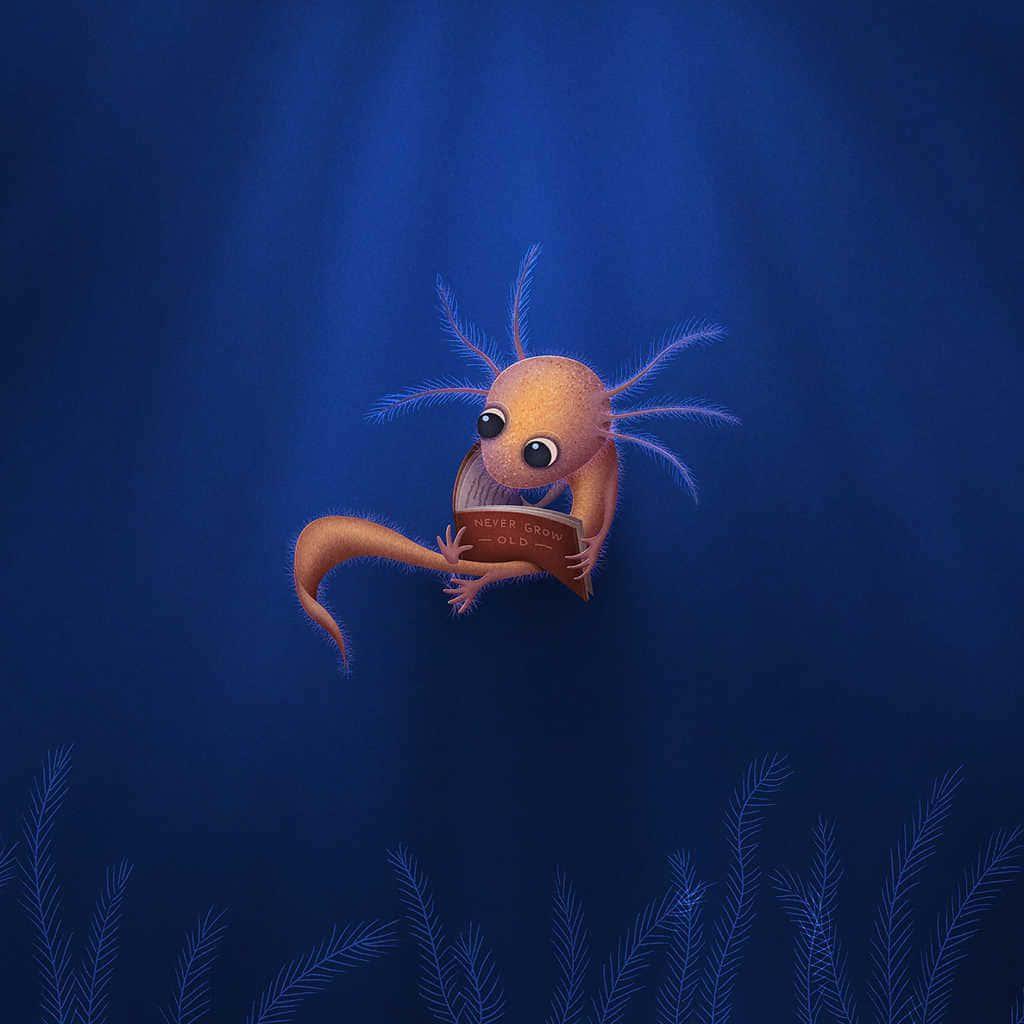 A colorful Axolotl, majestic and mysterious — 1024x1024 wallpaper