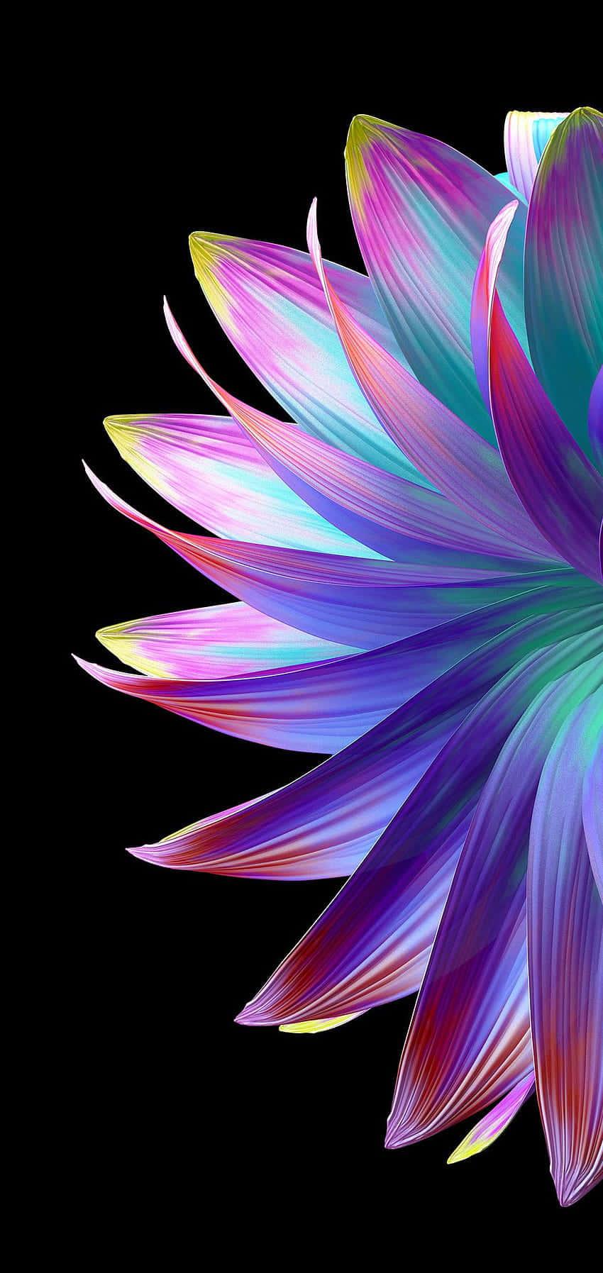 a colorful flower with a black background — 850x1795 wallpaper