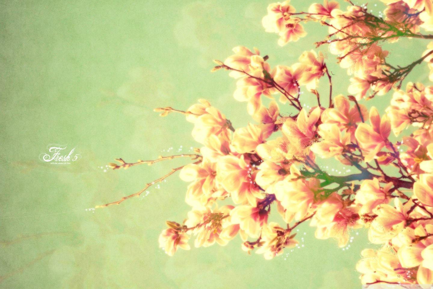 A colorful magnolia flower painting for your spring desktop — 1440x960 wallpaper