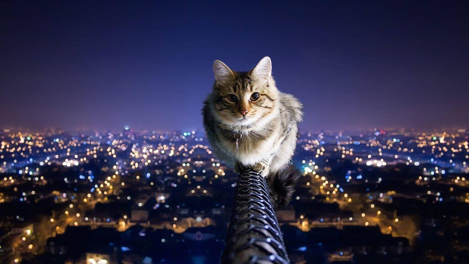 A cool cat that's taking it easy — 1600x900 wallpaper