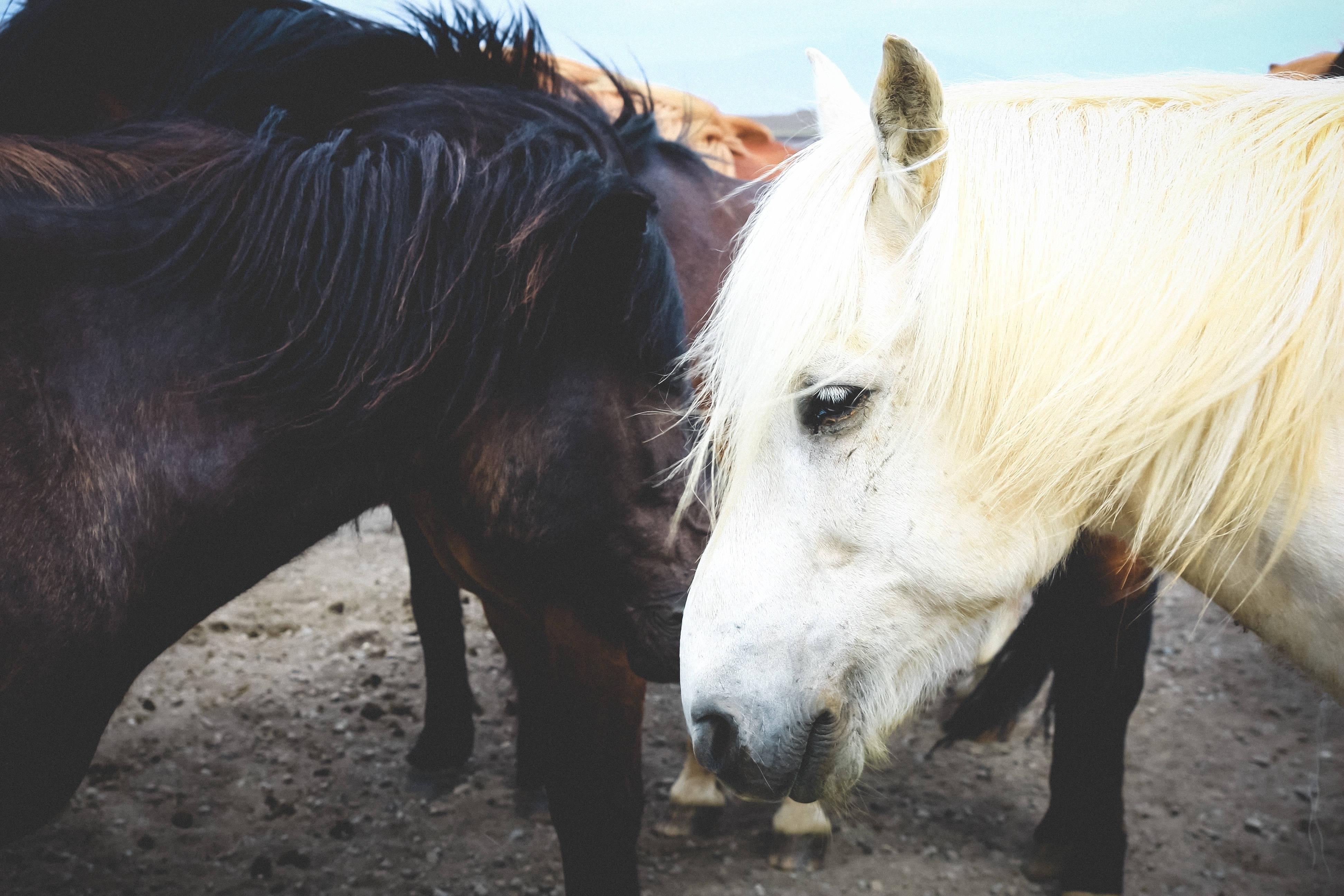 A Couple of Horses, Standing in Harmony. — 3888x2592 wallpaper