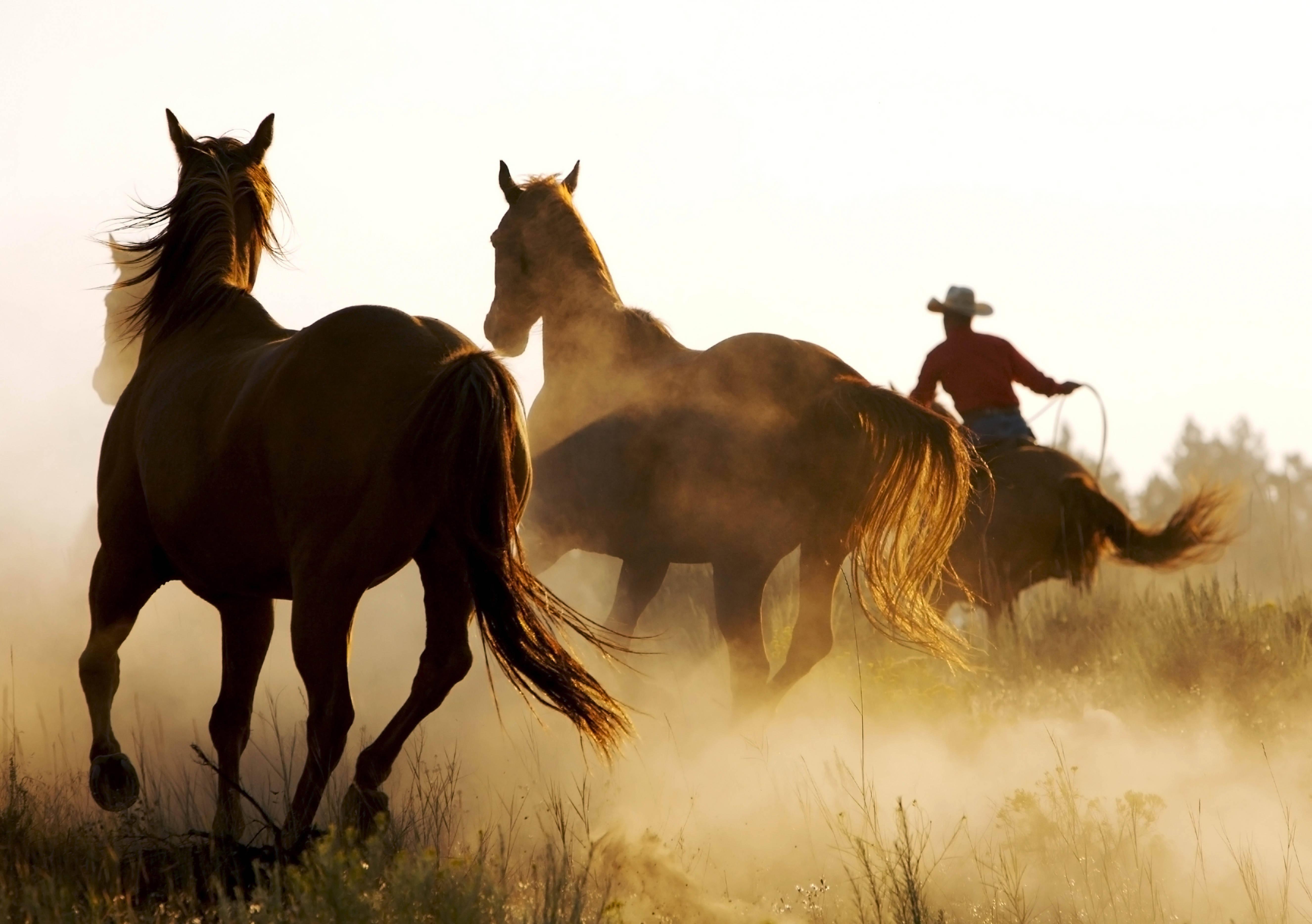 A Cowboy Taking Great Care of His Horses — 5304x3736 wallpaper