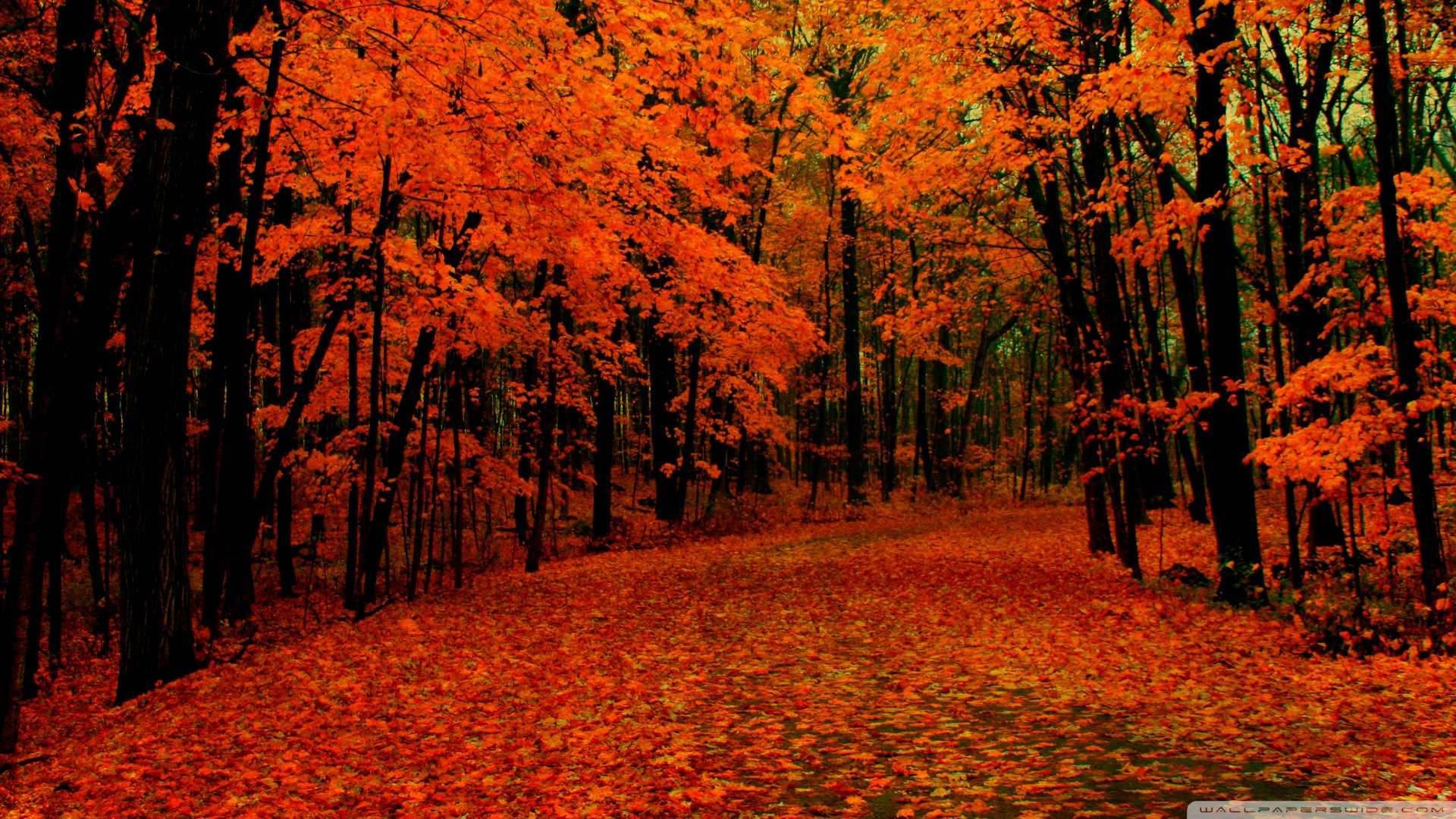 A delicate walk amongst a vivid red autumn forest — 1920x1080 wallpaper