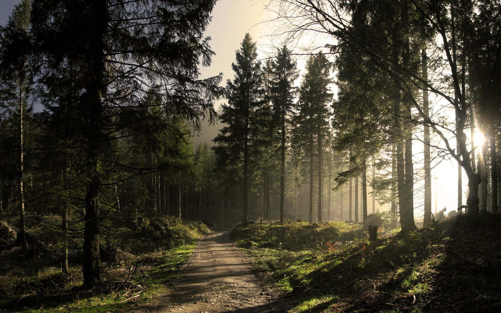 a dirt road in the forest with sunlight shining through the trees — 1920x1200 wallpaper