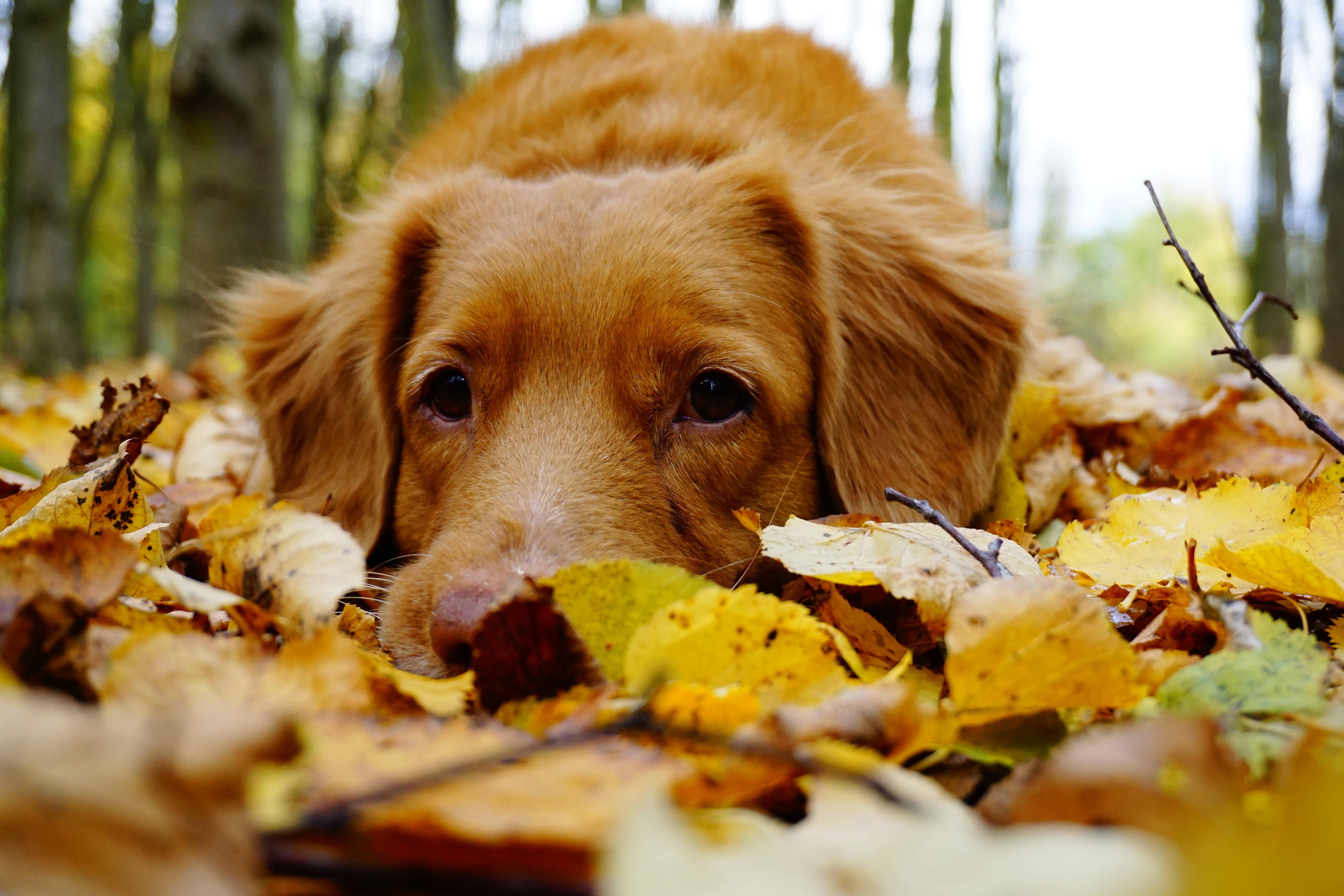 A dog enjoys the crisp autumn air. — 6000x4000 wallpaper
