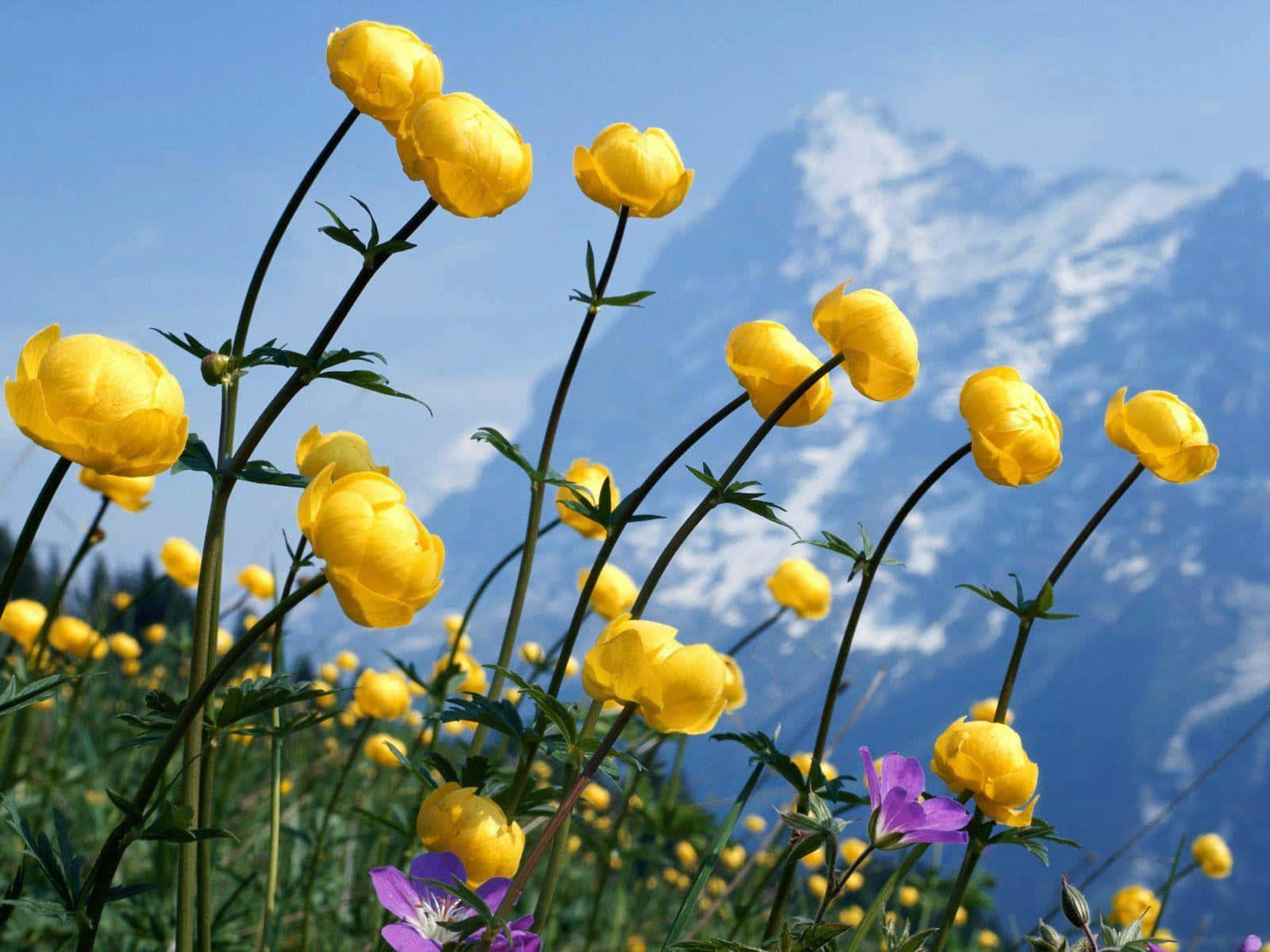 A field full of gorgeous wild flowers — 1600x1200 wallpaper