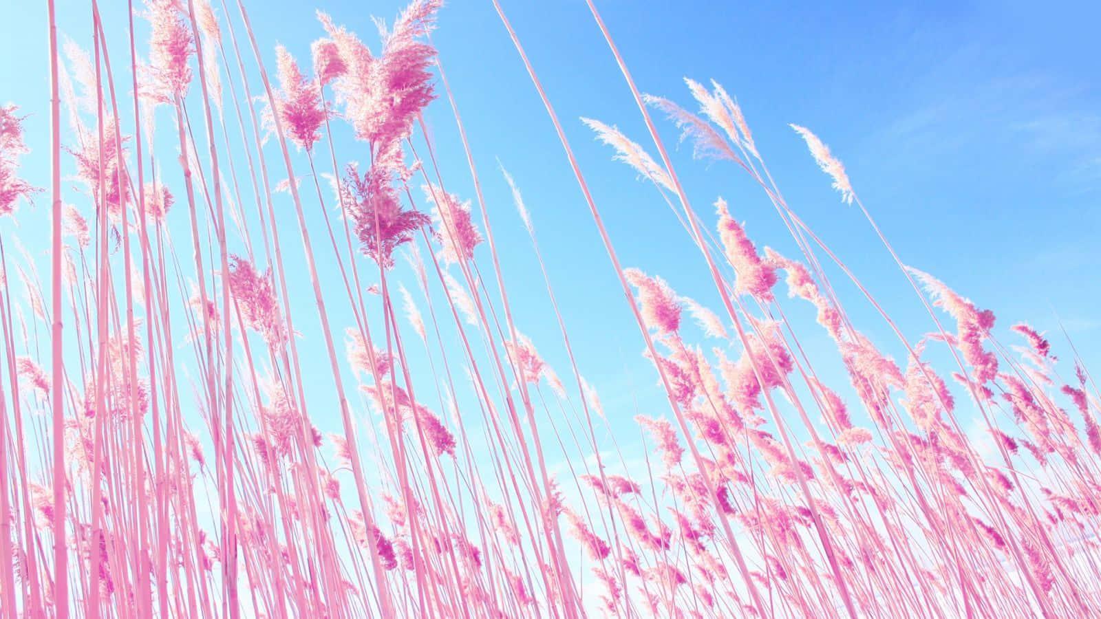 a field of pink grass — 1600x900 wallpaper