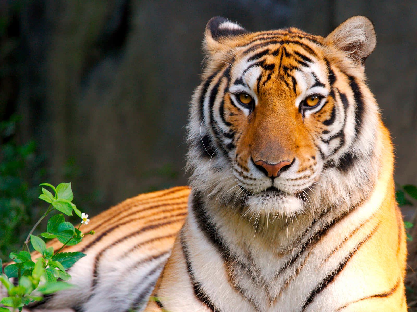 A fierce yet majestic tiger in its natural habitat — 1600x1200 wallpaper