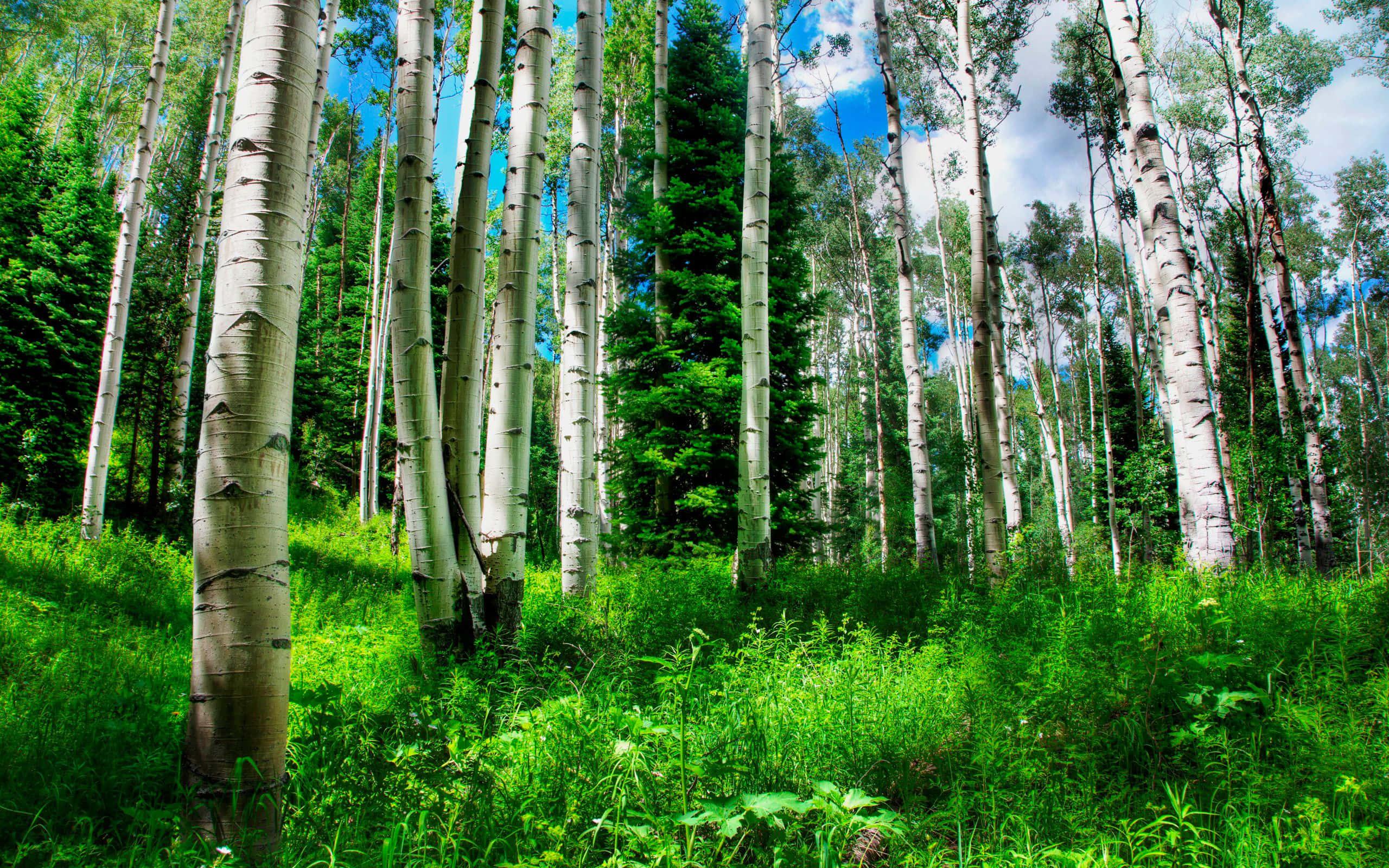 a forest of aspen trees — 2560x1600 wallpaper