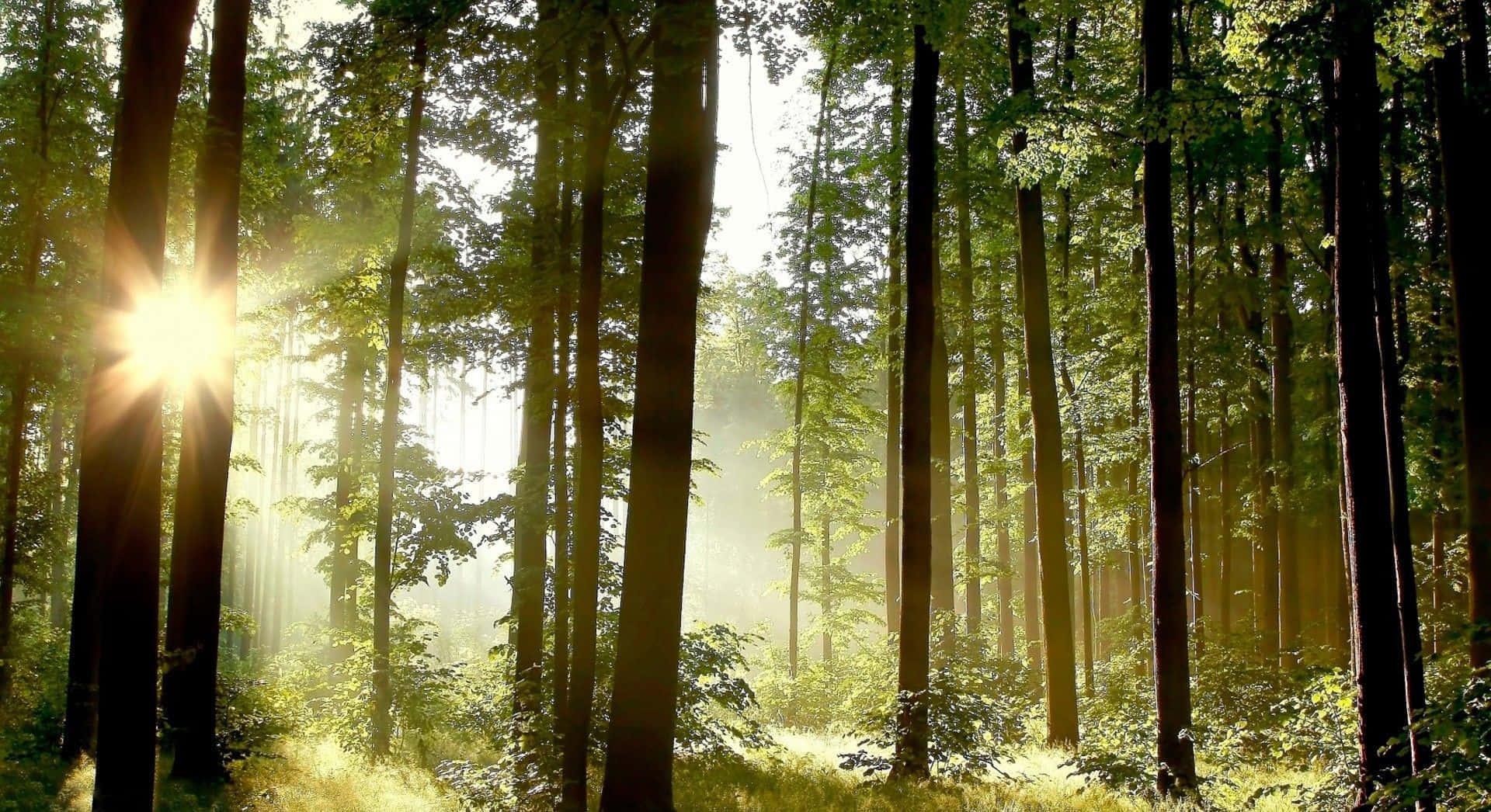a forest with sunlight shining through the trees — 1920x1046 wallpaper