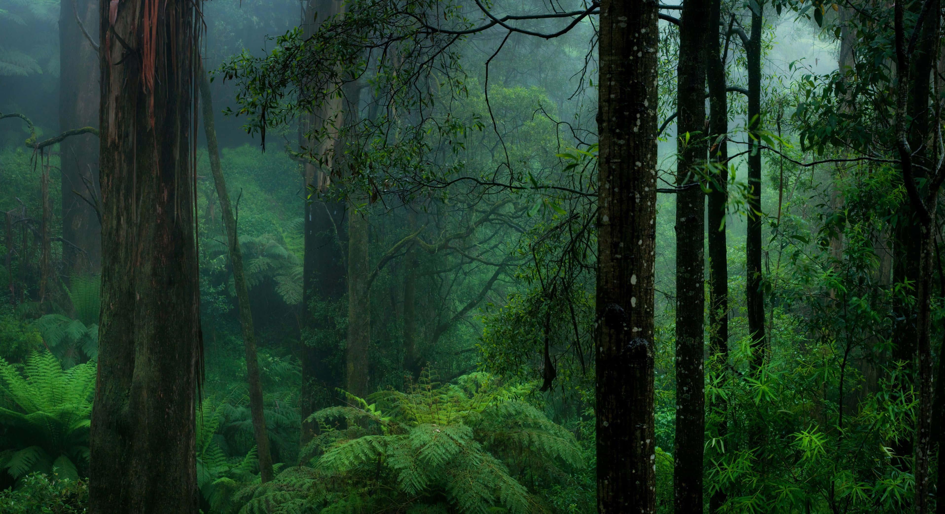 a forest with trees and ferns in the fog — 3832x2087 wallpaper