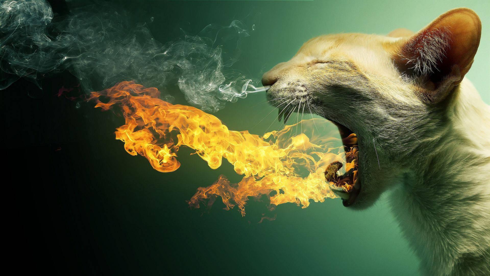 A Funny Cat Attempts to Spit Fire — 1920x1080 wallpaper