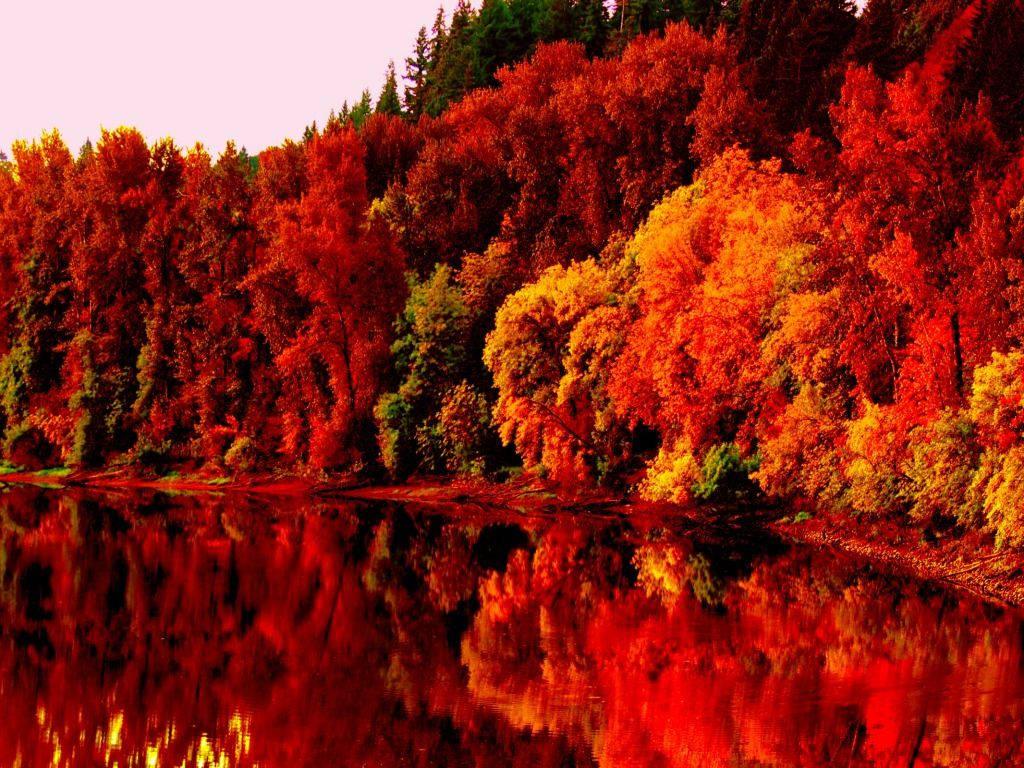 A golden blanket of leaves under the autumn sky — 1024x768 wallpaper