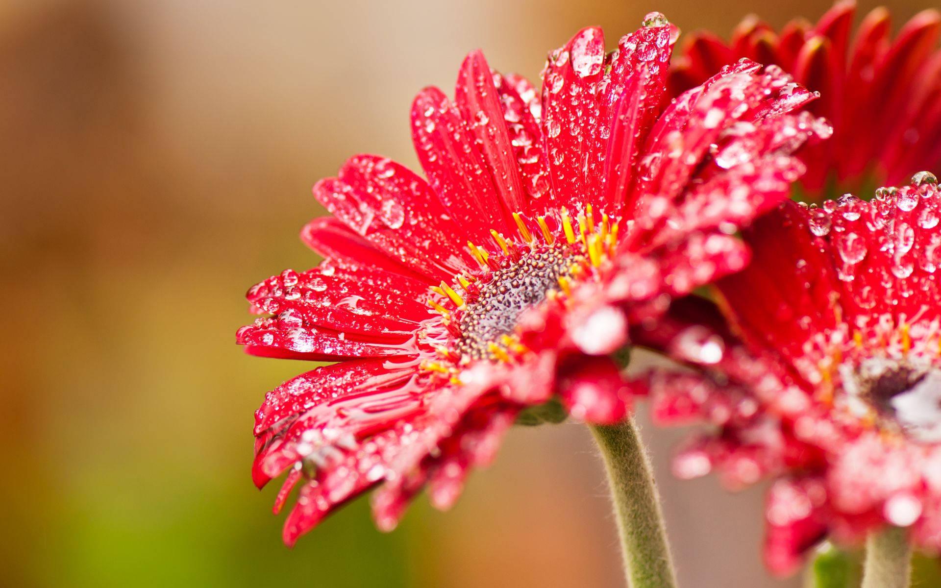 A gorgeous wet red daisy flower — 1920x1200 wallpaper