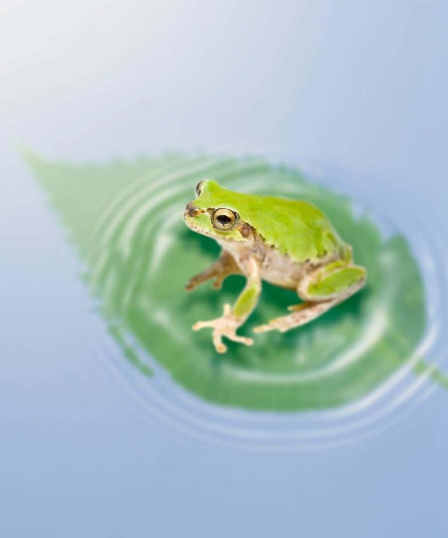a green frog is sitting on a leaf in water — 900x1080 wallpaper