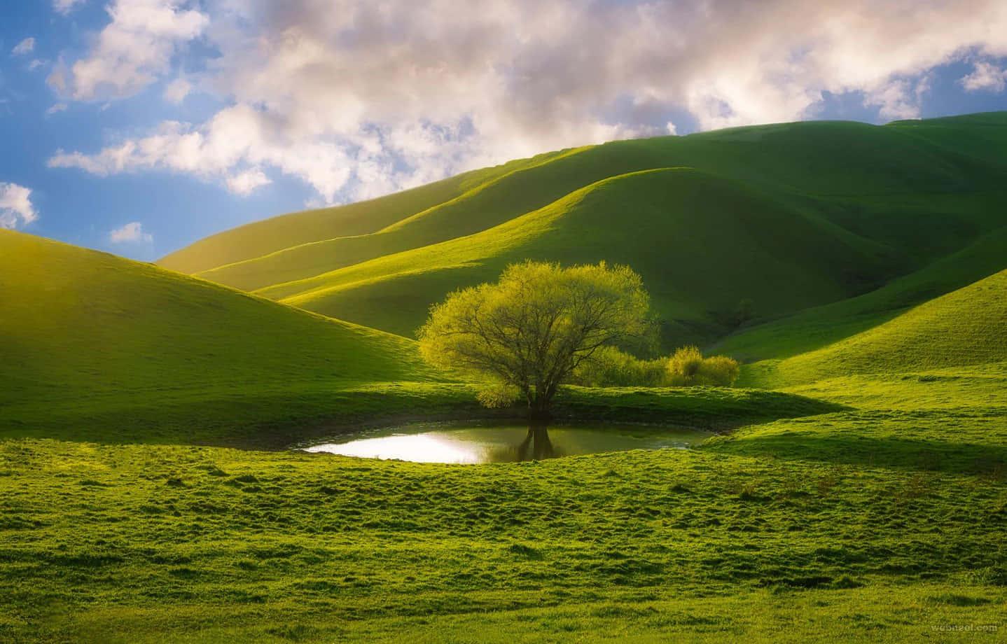 a green hill with a tree — 1438x920 wallpaper