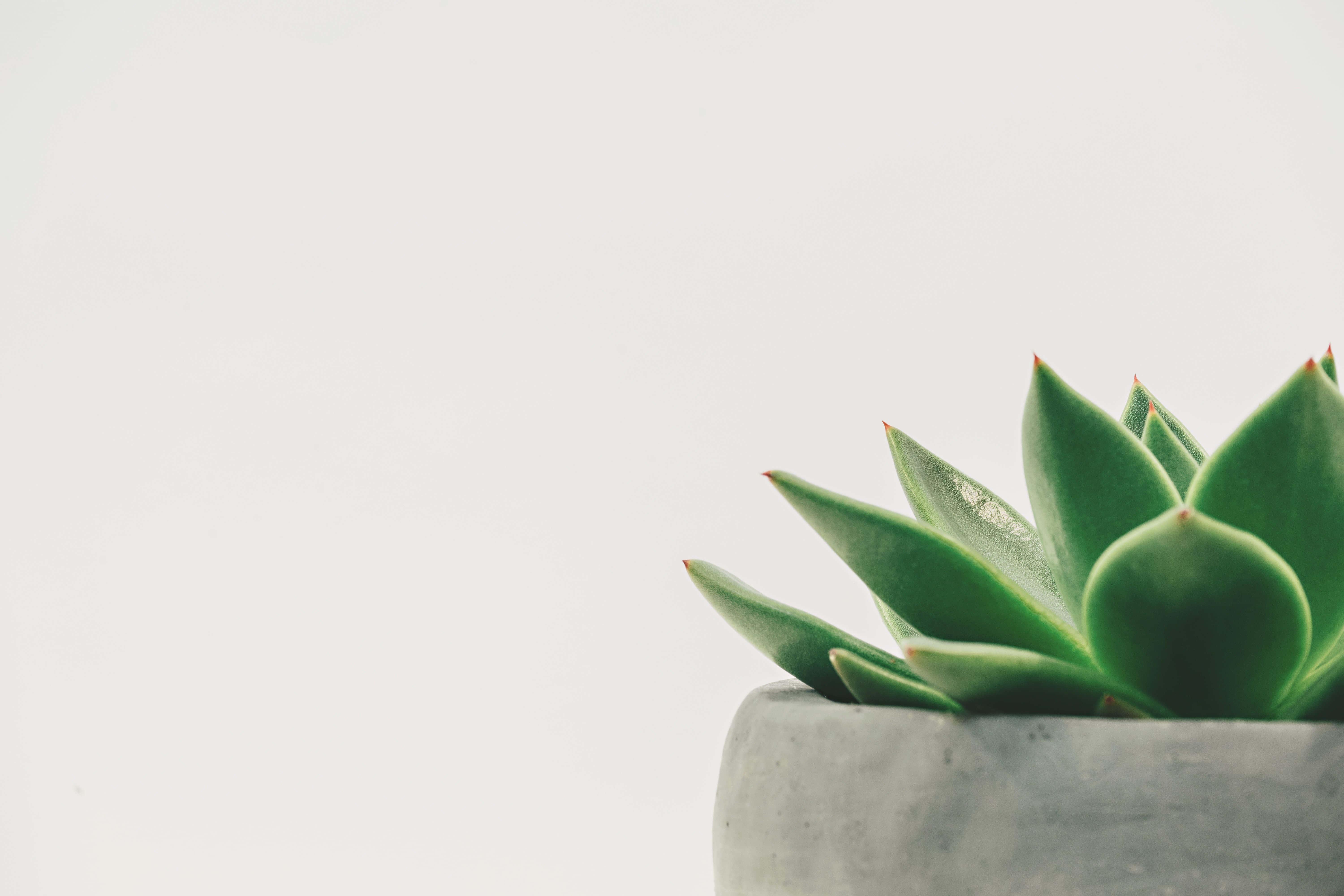 a green succulent plant in a white pot — 6000x4000 wallpaper