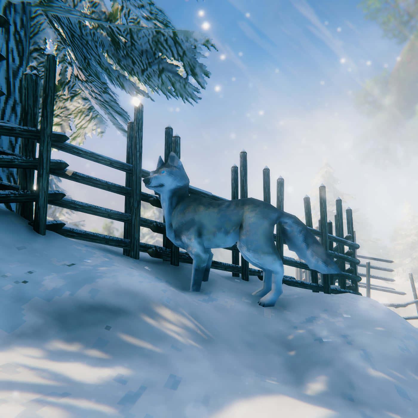 A Grey Wolf Exploring Its Surroundings — 1400x1400 wallpaper
