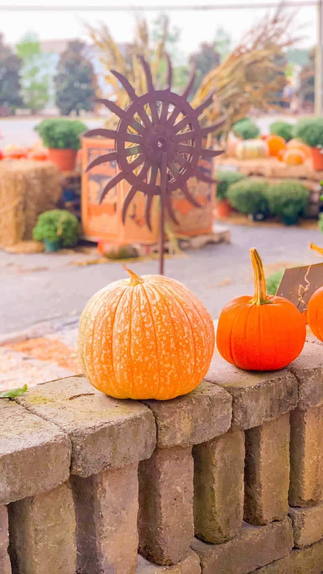 a group of pumpkins are sitting on a stone wall — 1080x1920 wallpaper