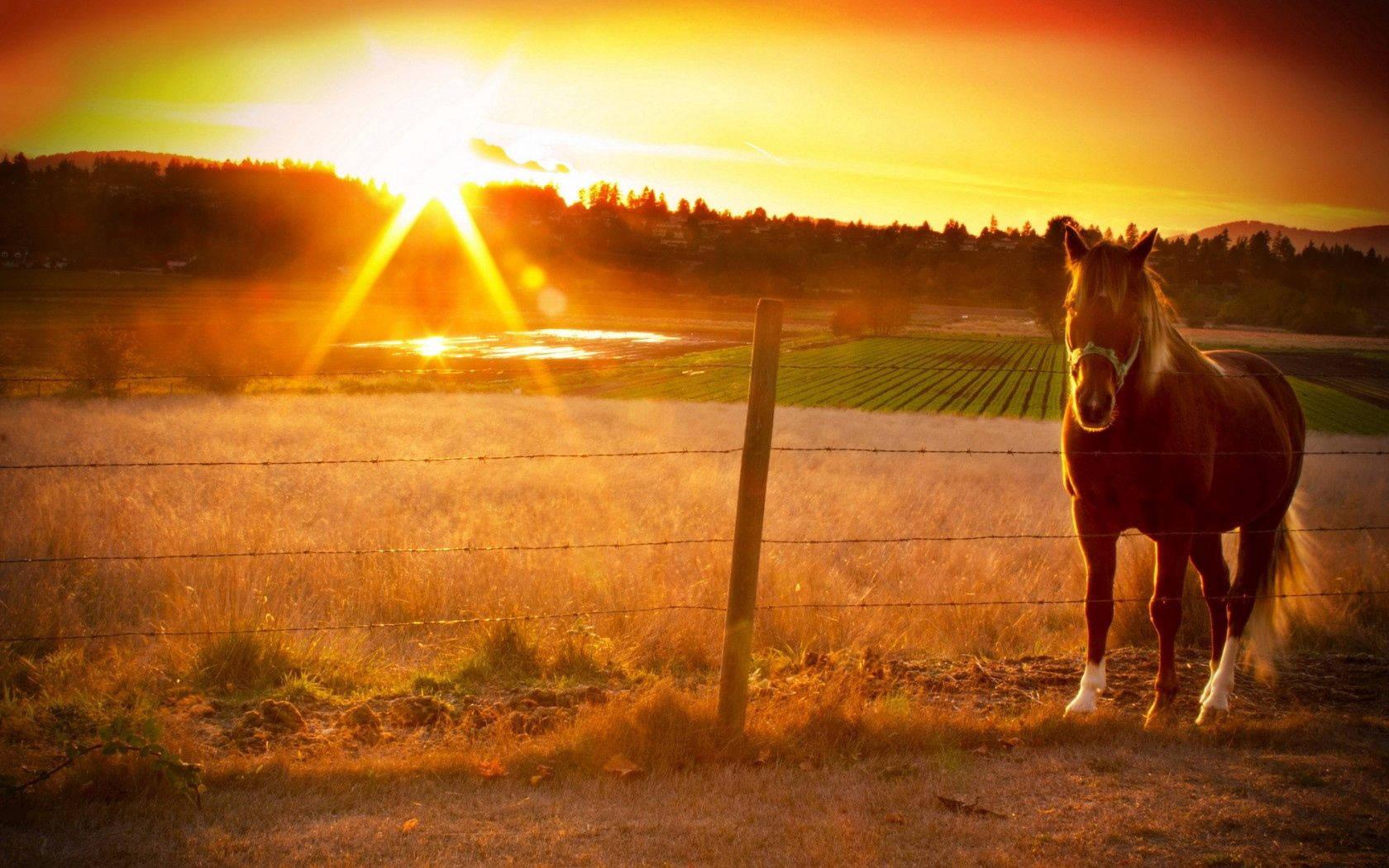 A horse in peaceful serenity as the sun sets. — 1680x1050 wallpaper