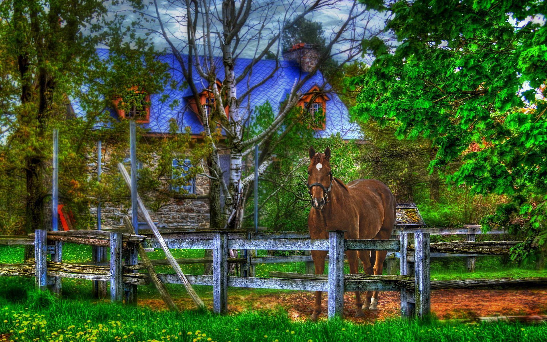 A horse standing in front of a house on a beautiful evening — 1920x1200 wallpaper