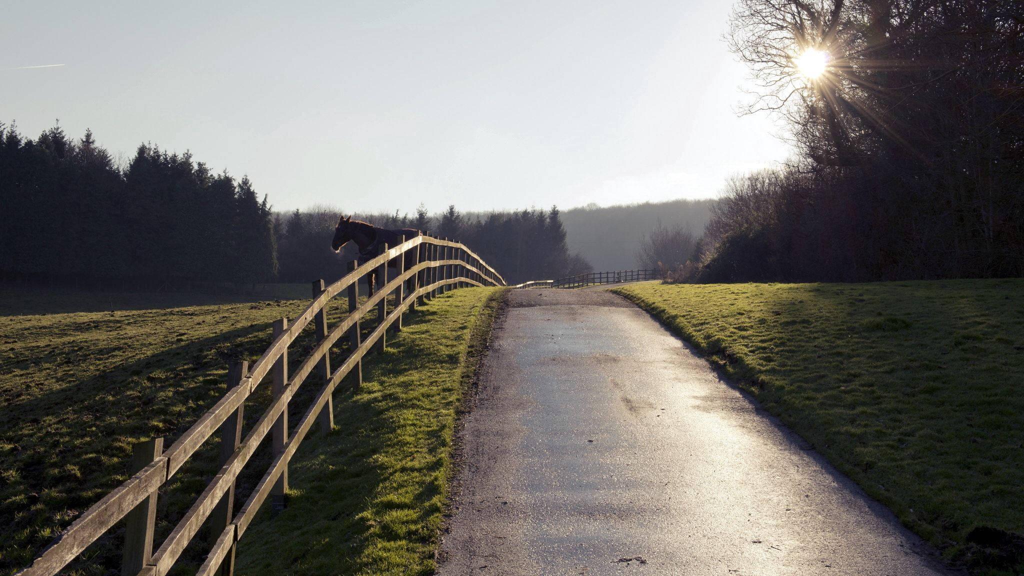 A Horse Taking a Rest in Its Fence — 2048x1152 wallpaper