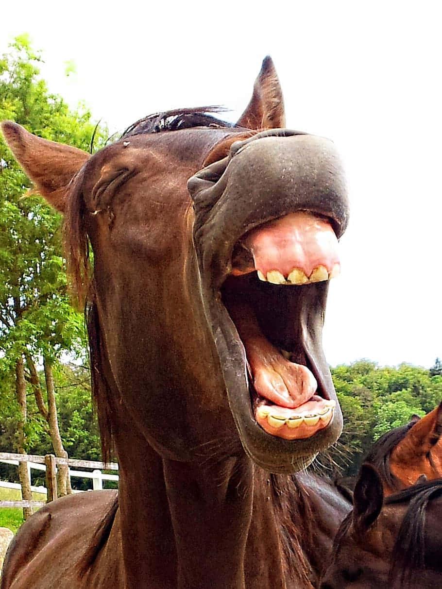 a horse with its mouth open — 910x1213 wallpaper
