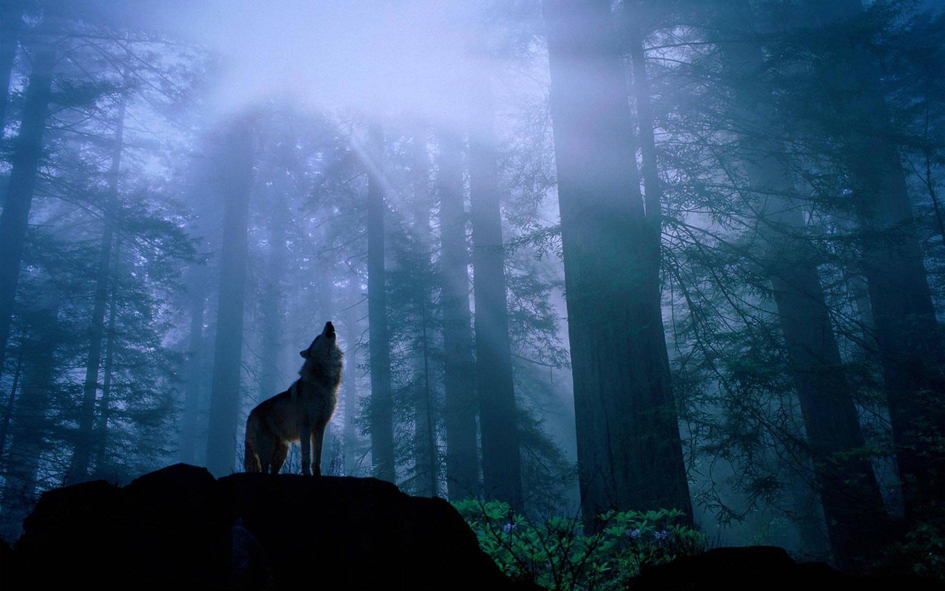 A Howling Wolf in the Moonlight — 1920x1200 wallpaper