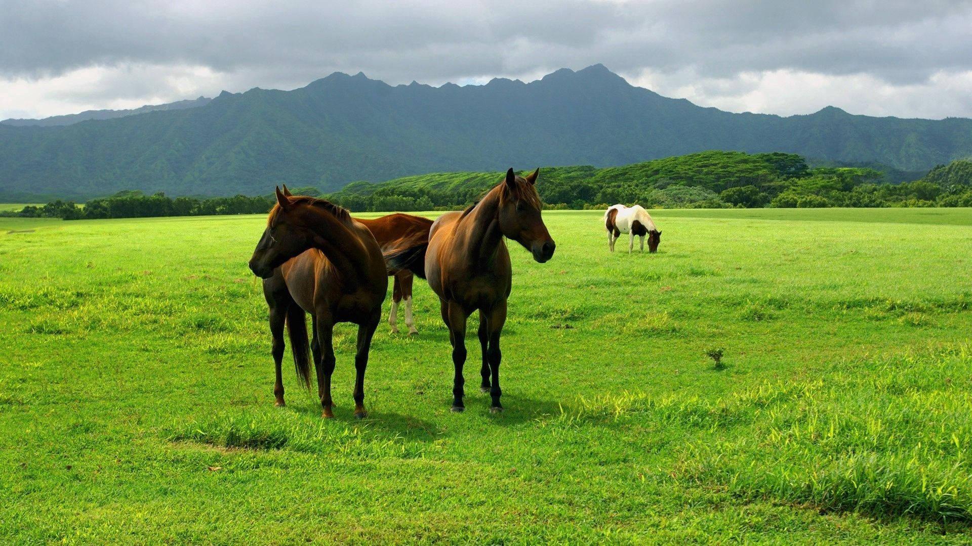 A Look Into the Wild: Horses Strolling in the Prairie — 1920x1080 wallpaper
