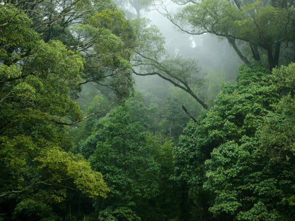 A lush and vibrant forest full of life — 1024x768 wallpaper