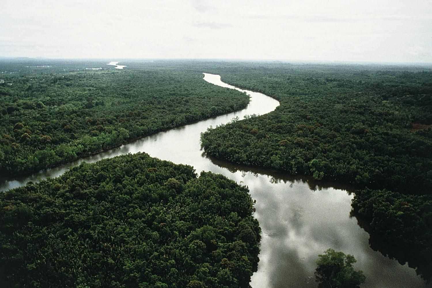 A magnificent forest spilling with color, beauty, and life. — 1500x1000 wallpaper