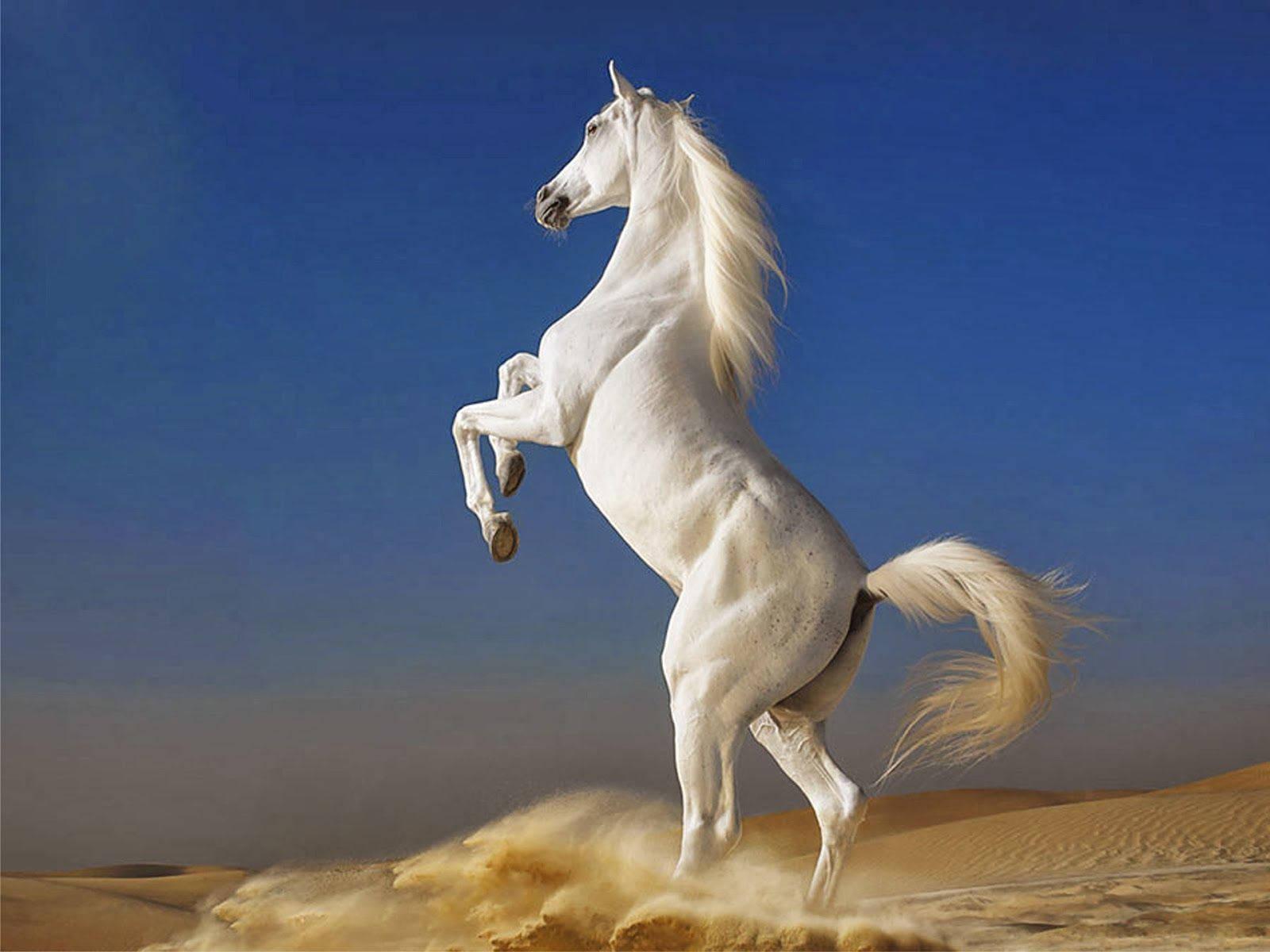 A Magnificent White Horse Towering in the Desert — 1600x1200 wallpaper