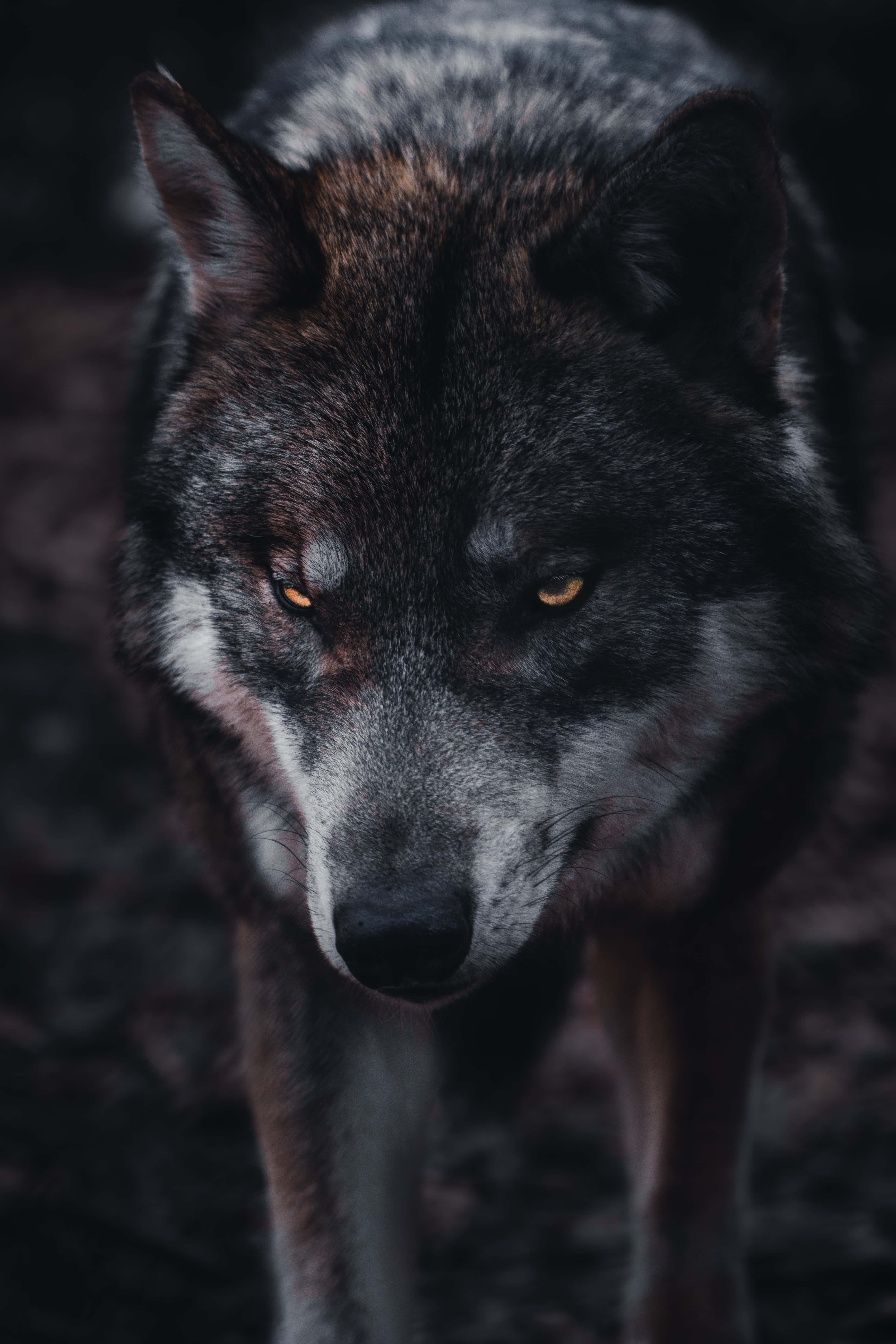 A Majestic Alpha Wolf — 4000x6000 wallpaper