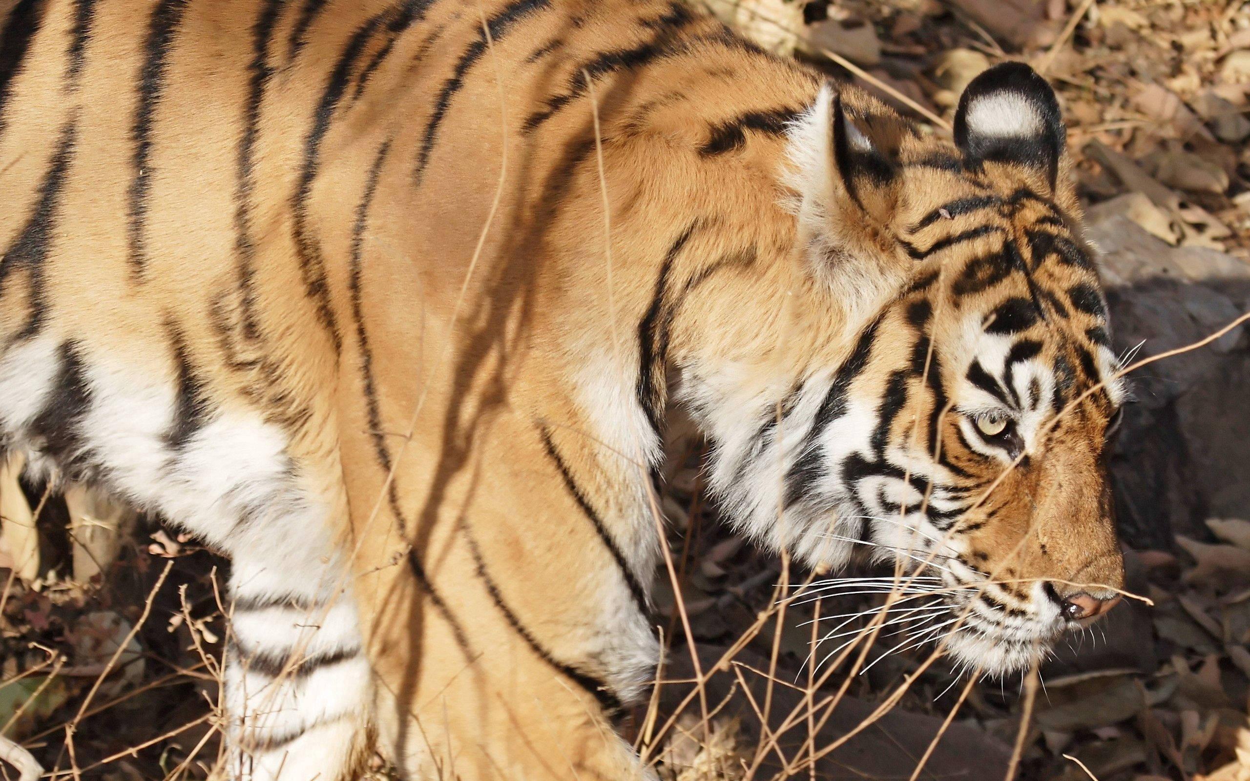 A majestic Bengal Tiger walking through its habitat — 2560x1600 wallpaper