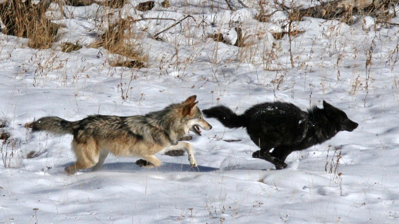 A majestic gray wolf trotting through the wilderness — 1600x900 wallpaper