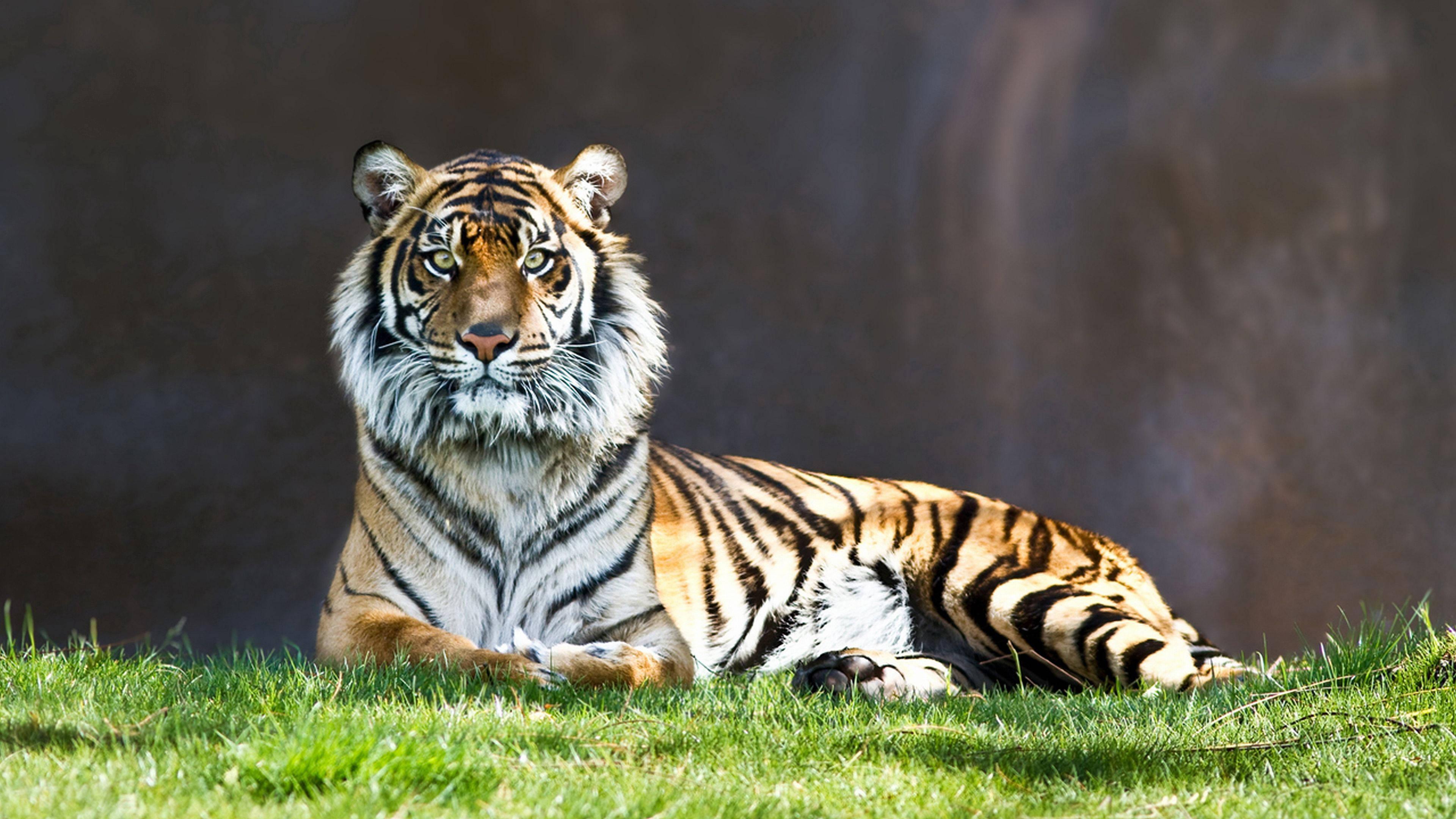 A majestic predator tiger taking in the view from a grassy knoll — 3840x2160 wallpaper