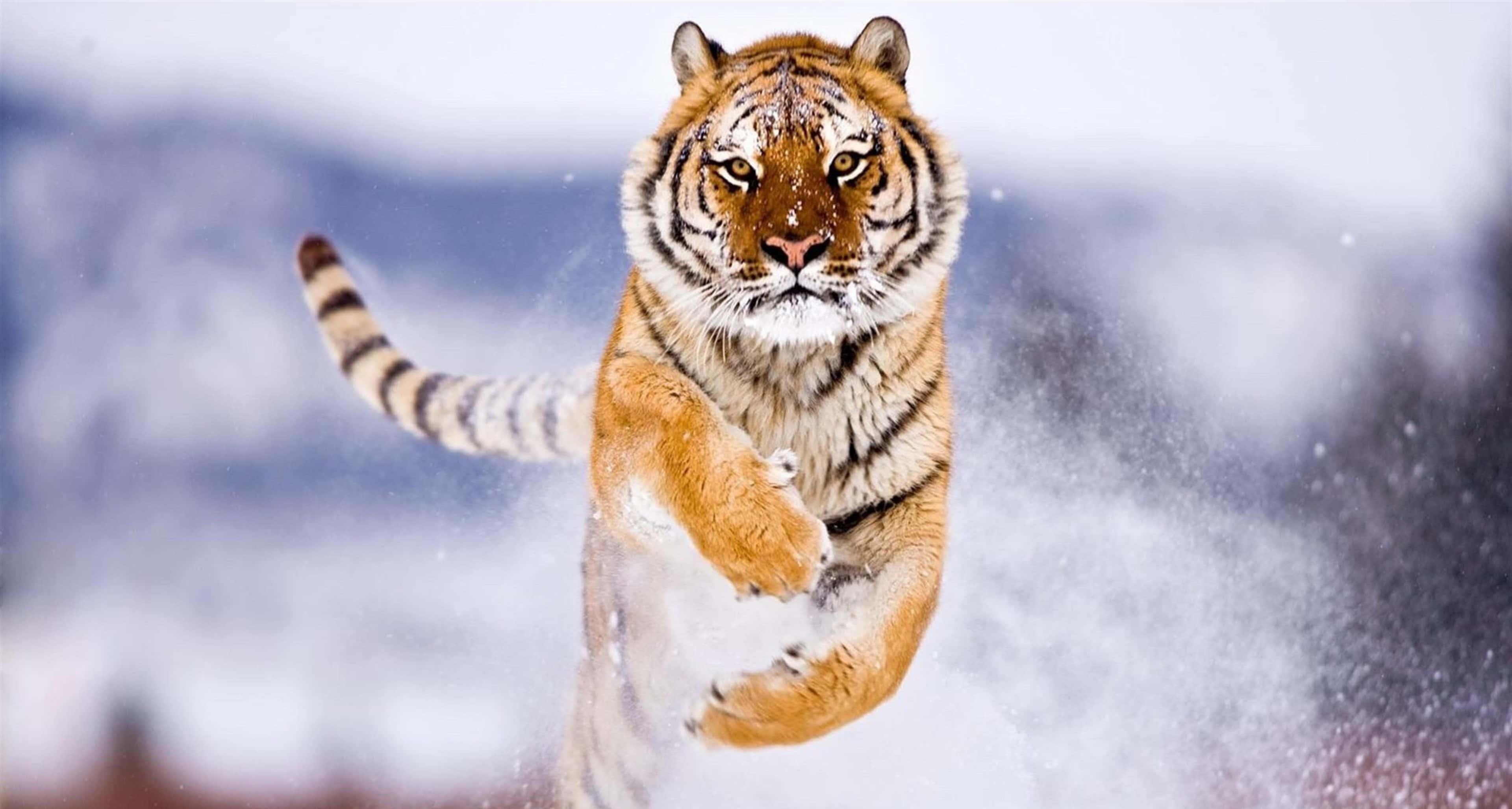 A majestic scotch-Bengal tiger standing in tall grass — 3840x2054 wallpaper