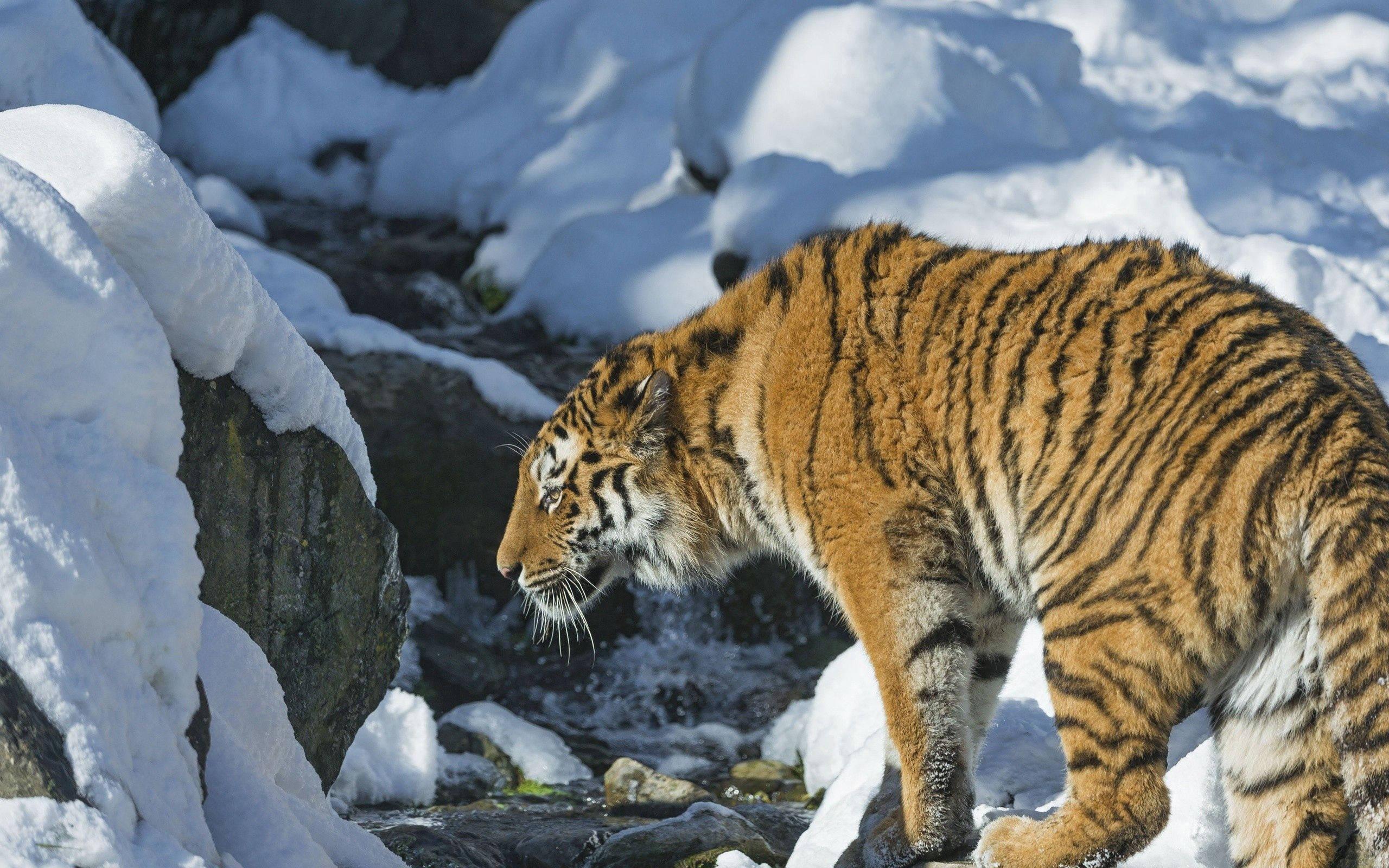 A majestic Siberian Tiger prowling the snow — 2560x1600 wallpaper