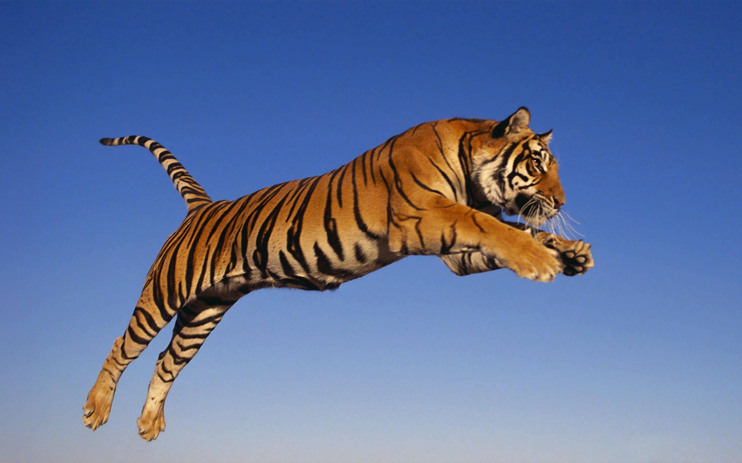 A Majestic Tiger Leaps Across The Savannah — 2560x1600 wallpaper