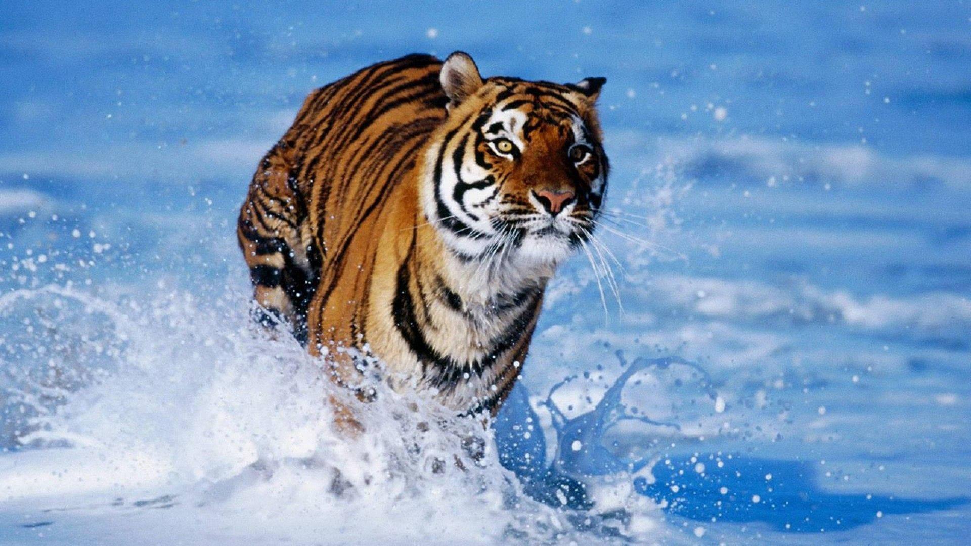 A majestic Tiger running through the water — 1920x1080 wallpaper