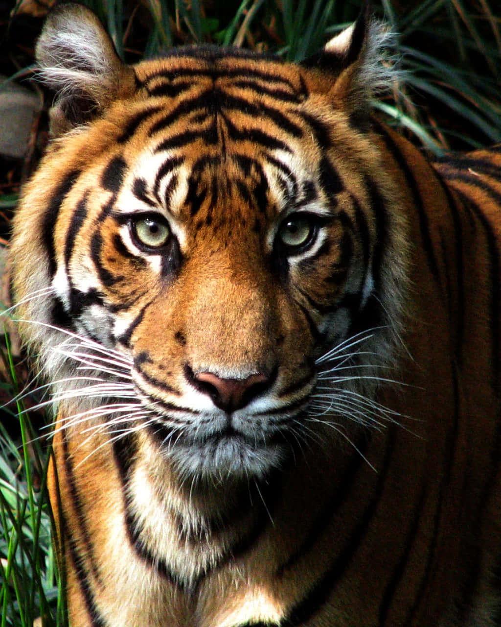 A majestic tiger standing in a lush forest — 1024x1280 wallpaper