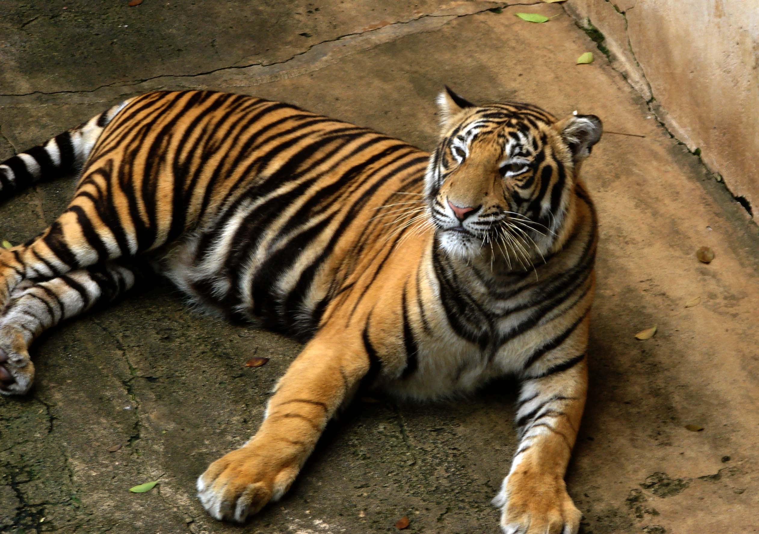 A majestic tiger stares at the camera — 2523x1776 wallpaper