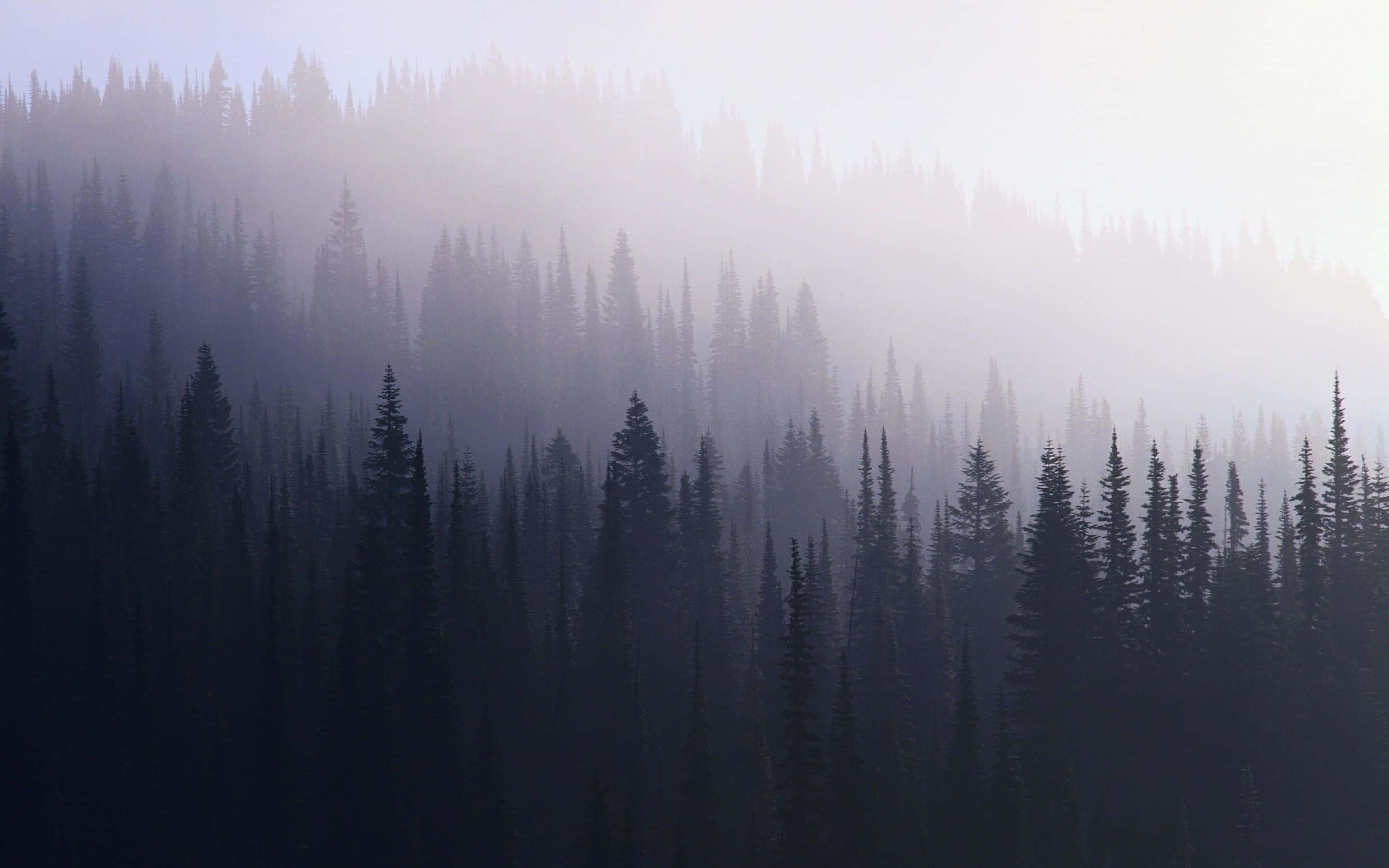 a mountain with trees in the fog — 2880x1800 wallpaper