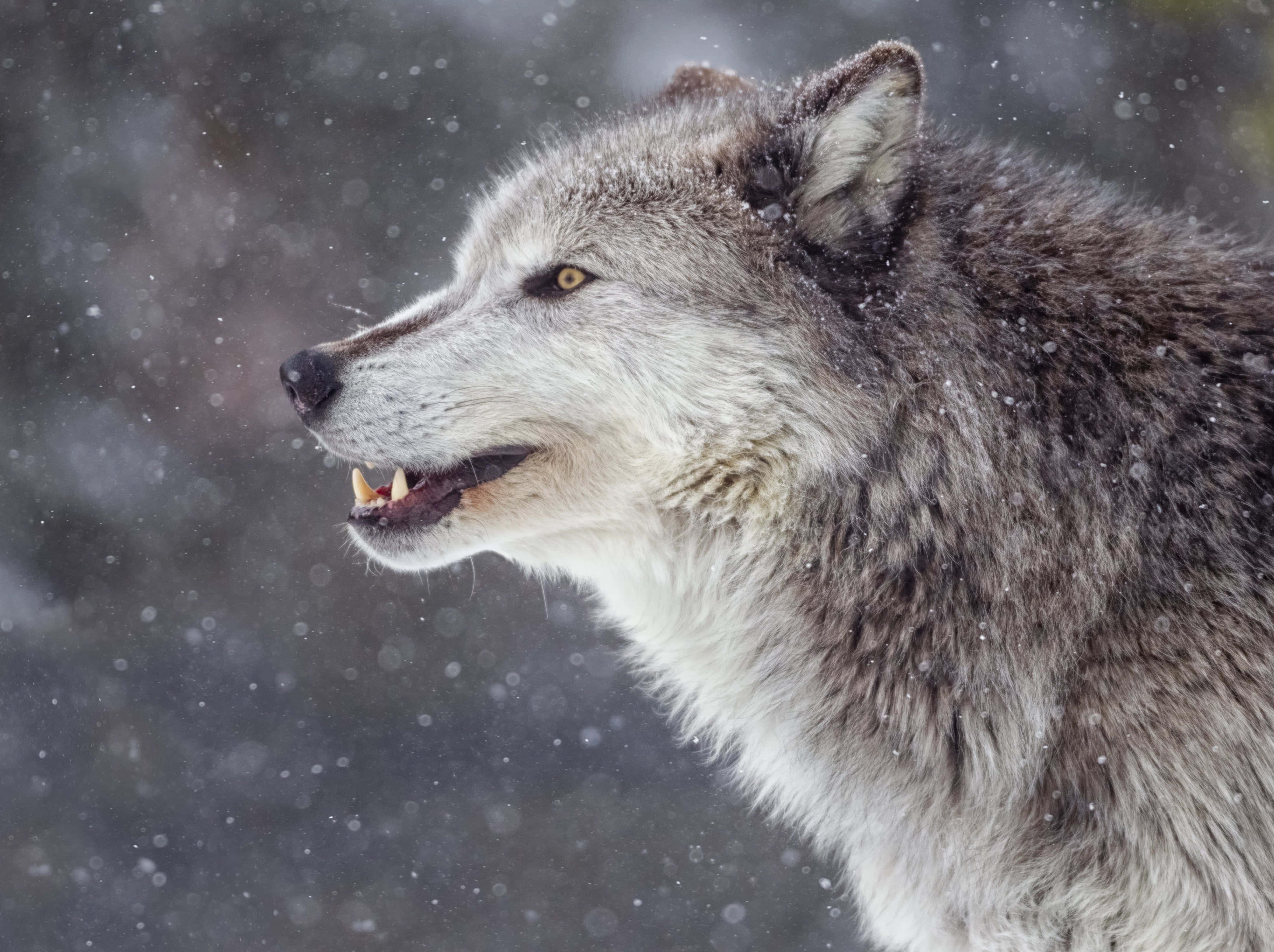 A mysterious grey wolf in its natural habitat — 4364x3264 wallpaper