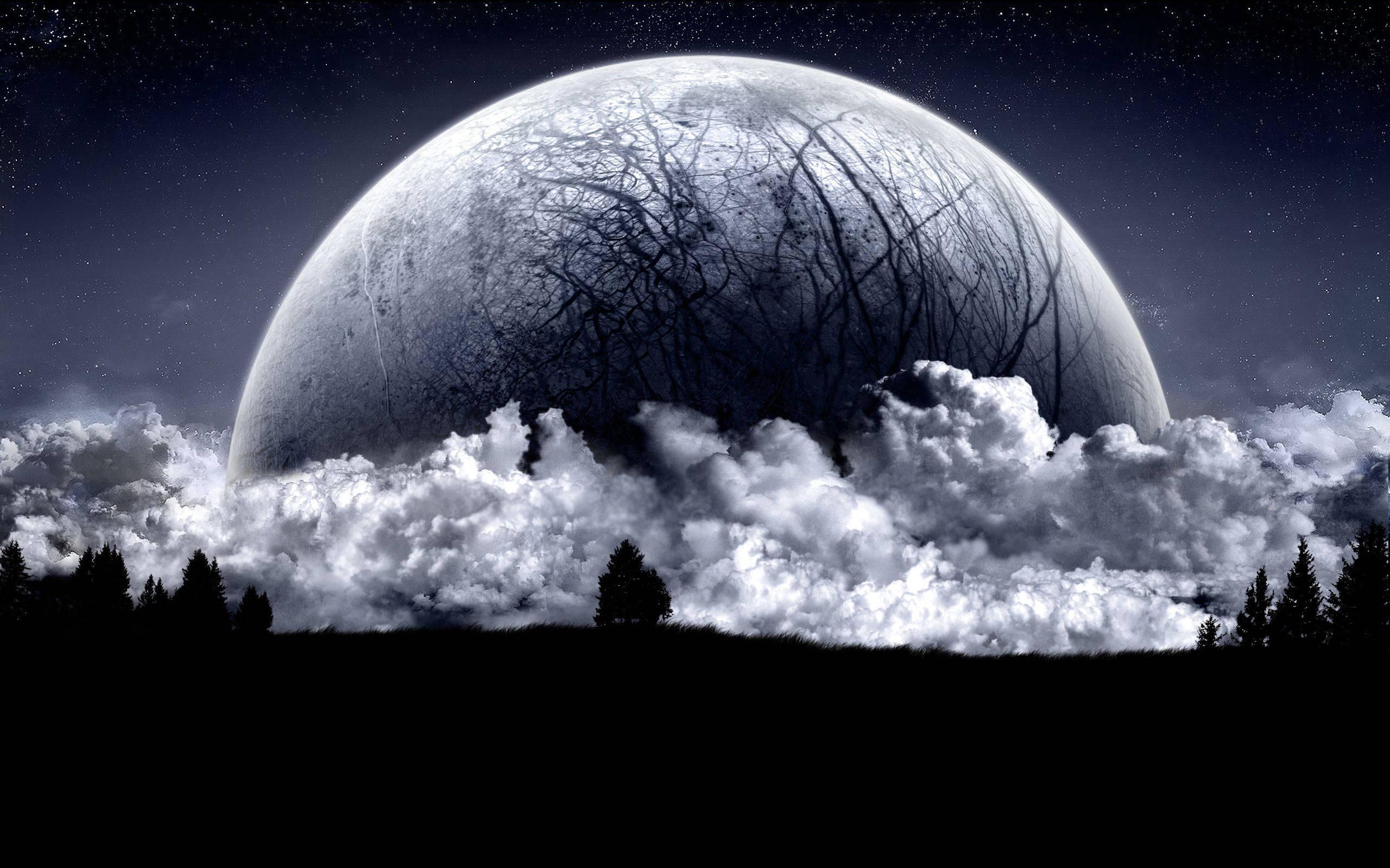 A mystical forest is illuminated by the half-moon over the eerie trees — 2560x1600 wallpaper