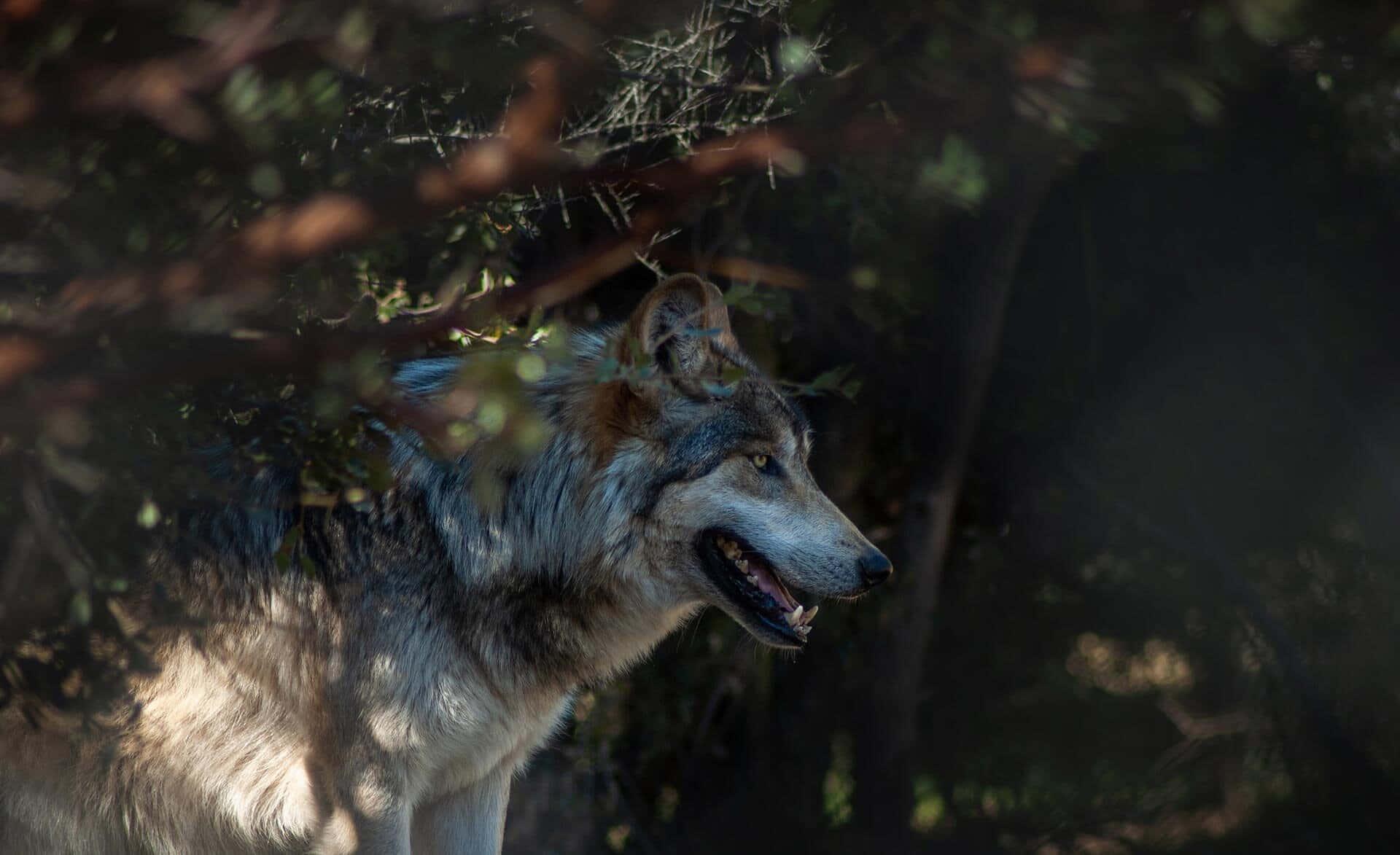 A pack of wolves roam through their natural habitat. — 1920x1173 wallpaper