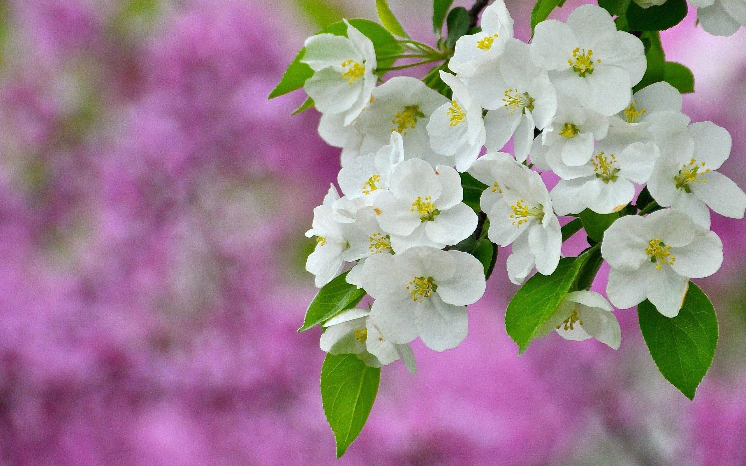 A patch of white flowers swaying in the wind — 2560x1600 wallpaper