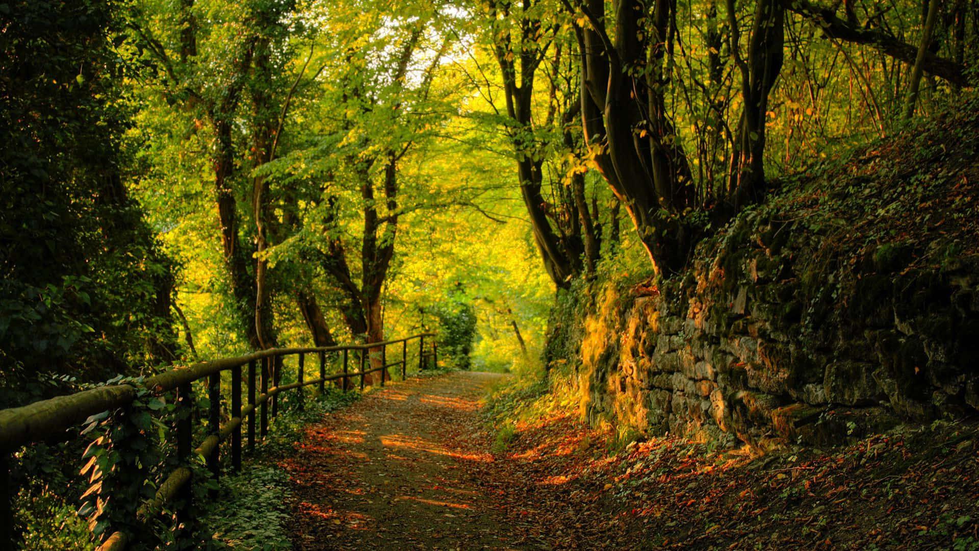 a path through the woods — 1920x1080 wallpaper