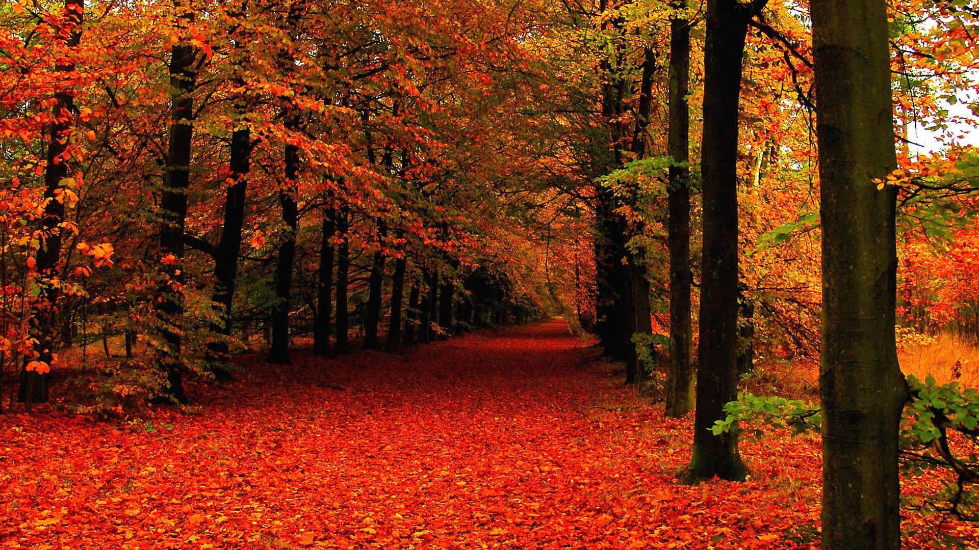 A peaceful fall afternoon in the countryside — 1920x1080 wallpaper