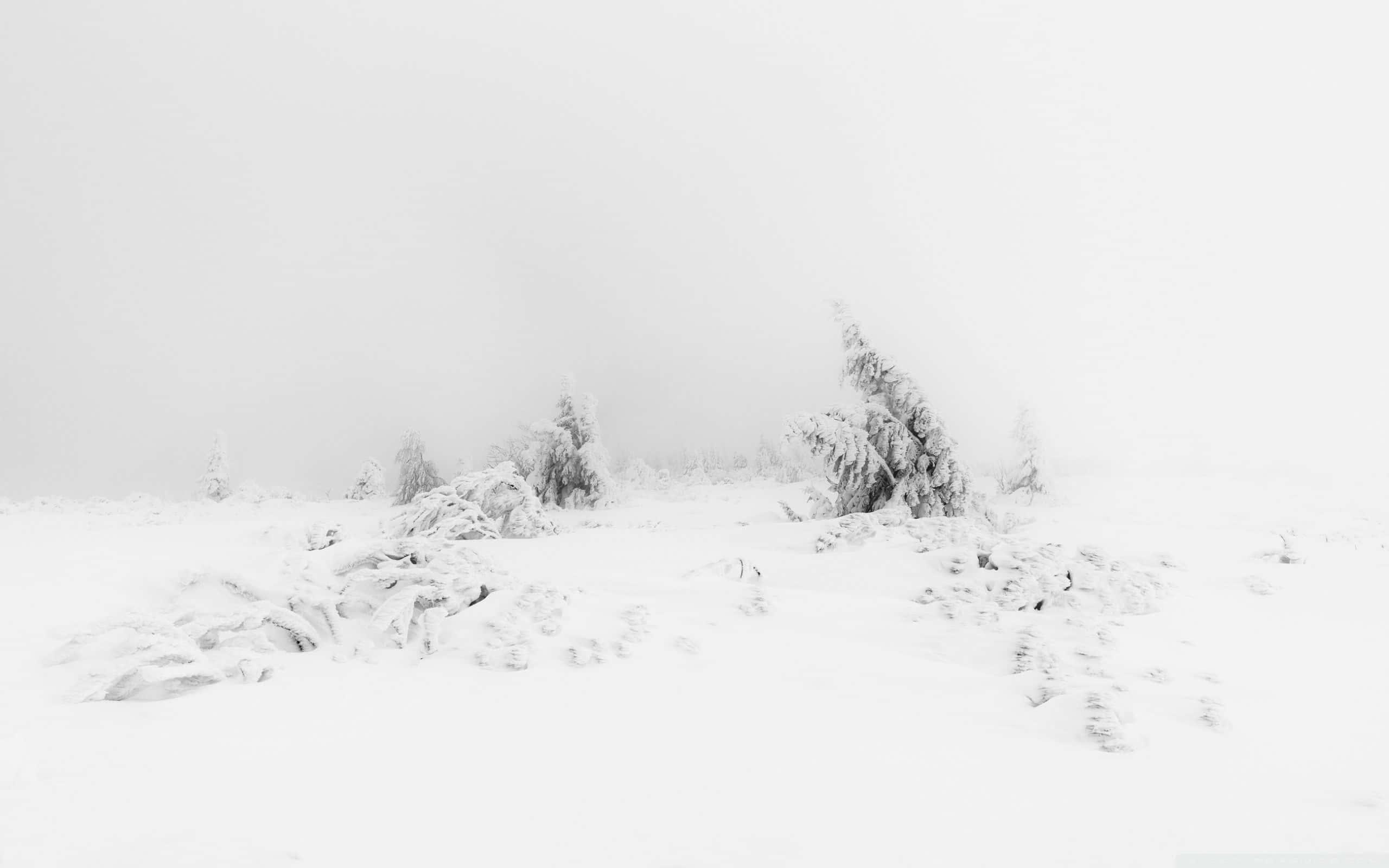 A Peaceful White Aesthetic Background — 2560x1600 wallpaper